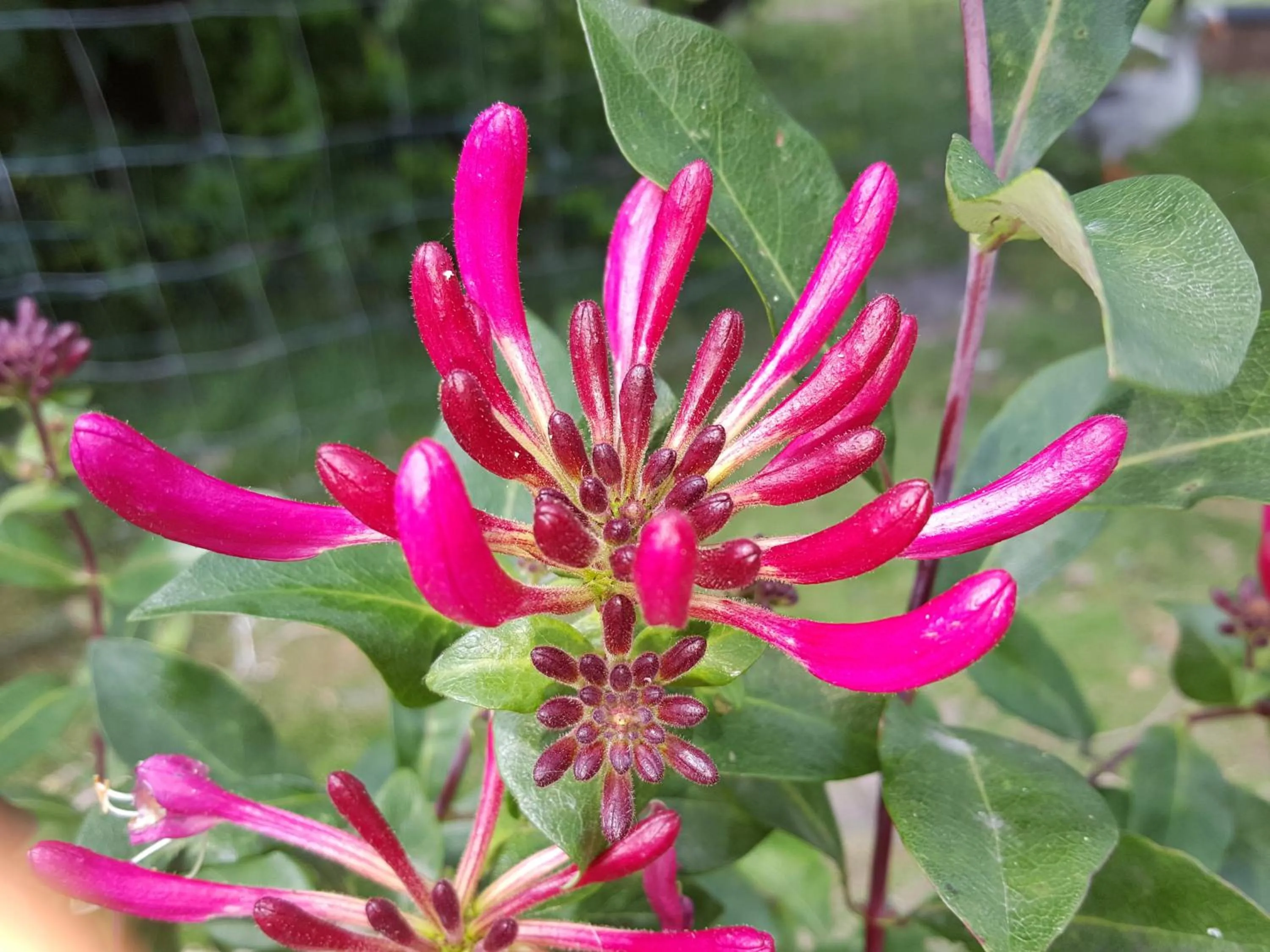 Garden in Bed & Breakfast De Koegang