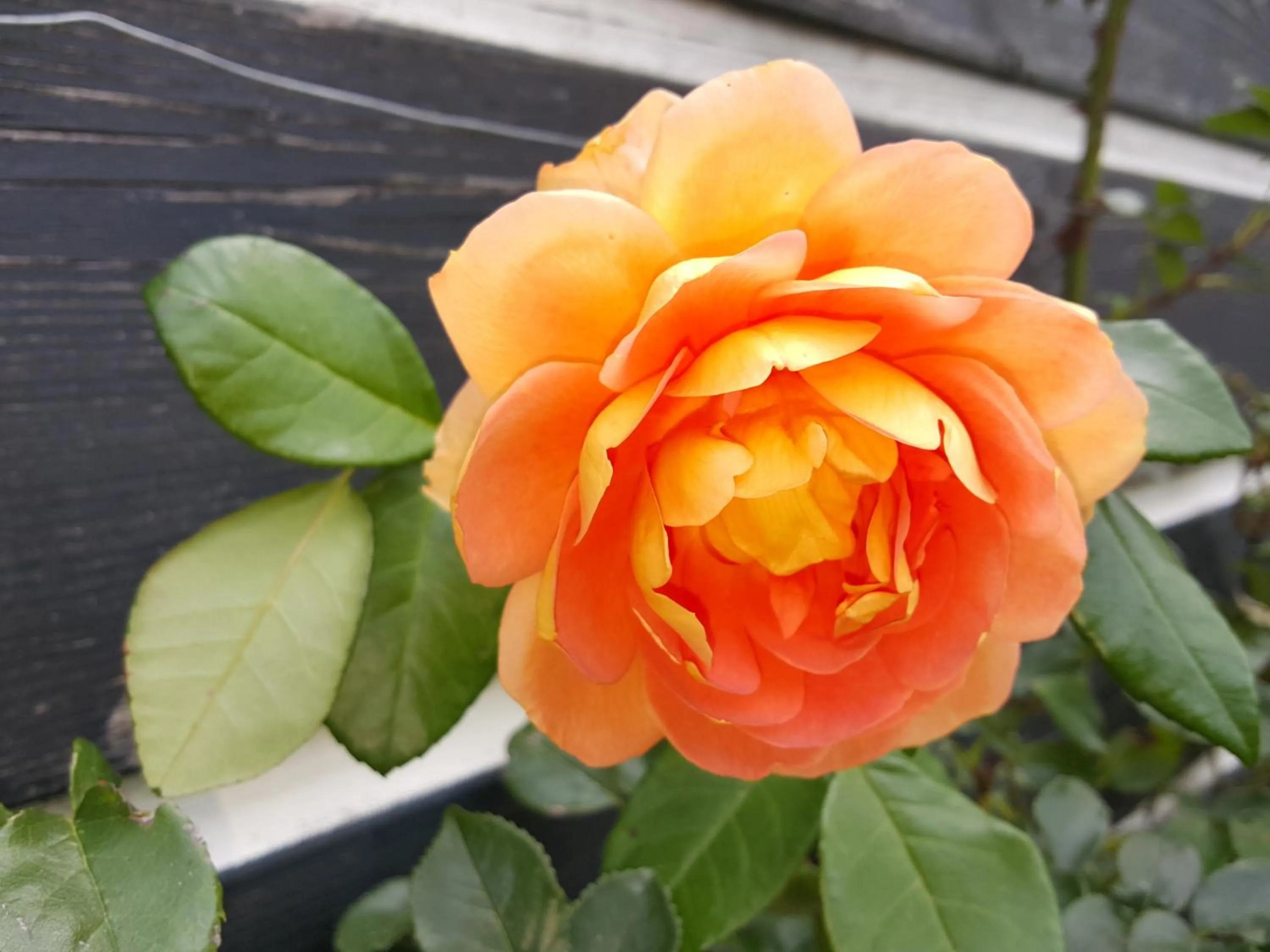 Garden in Bed & Breakfast De Koegang