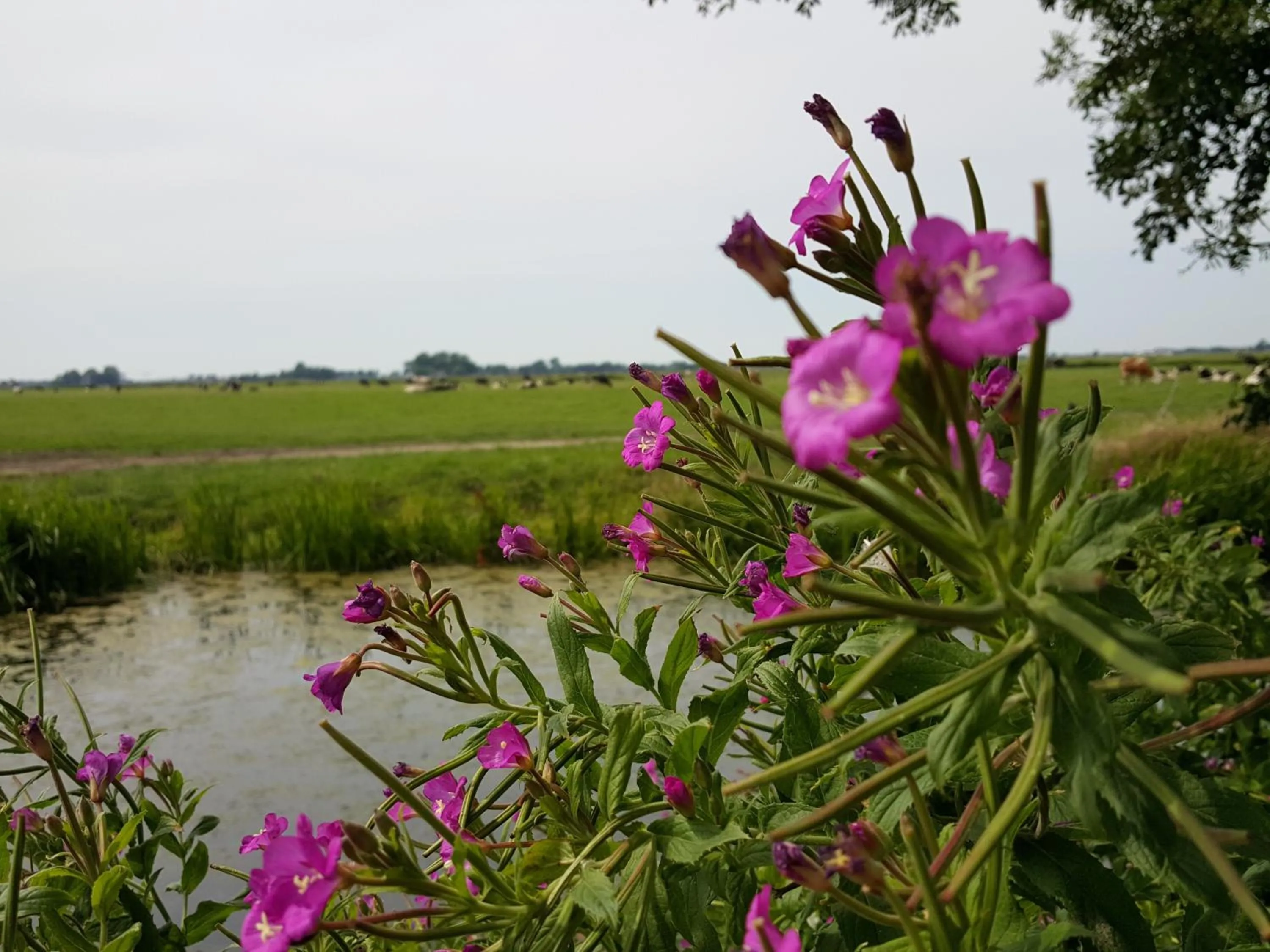 Garden view in Bed & Breakfast De Koegang