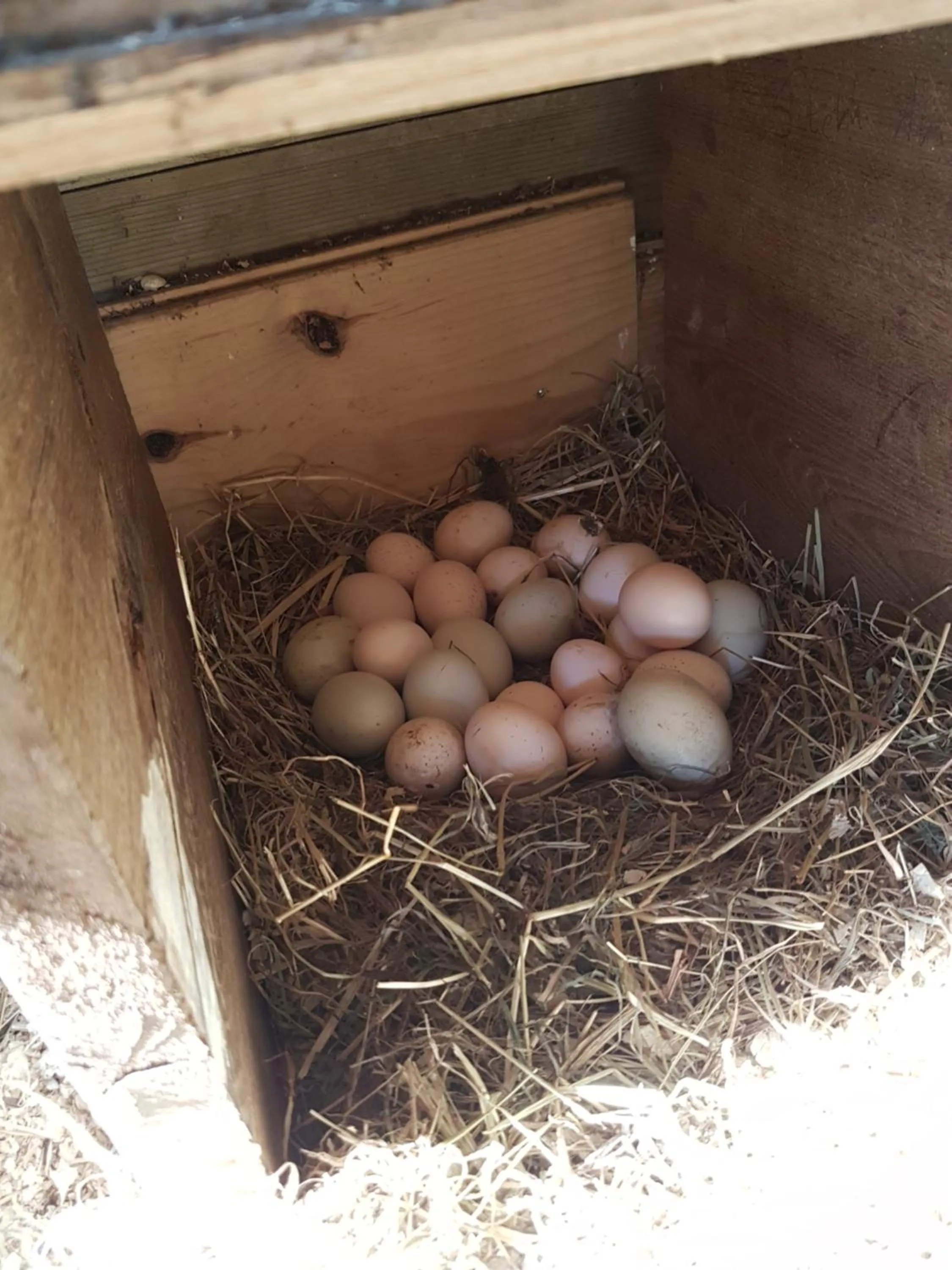 Food in Bed & Breakfast De Koegang