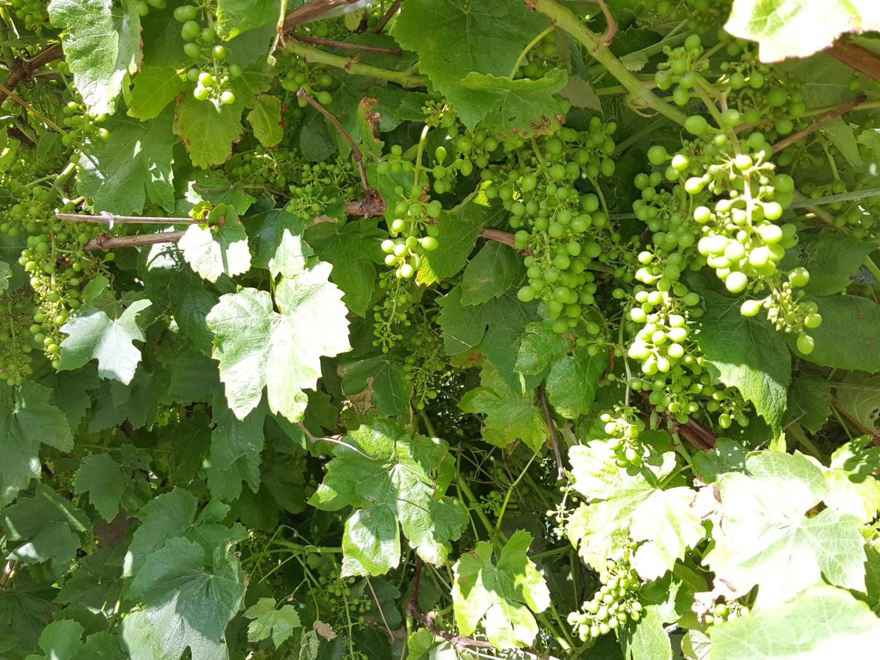 Garden in Bed & Breakfast De Koegang