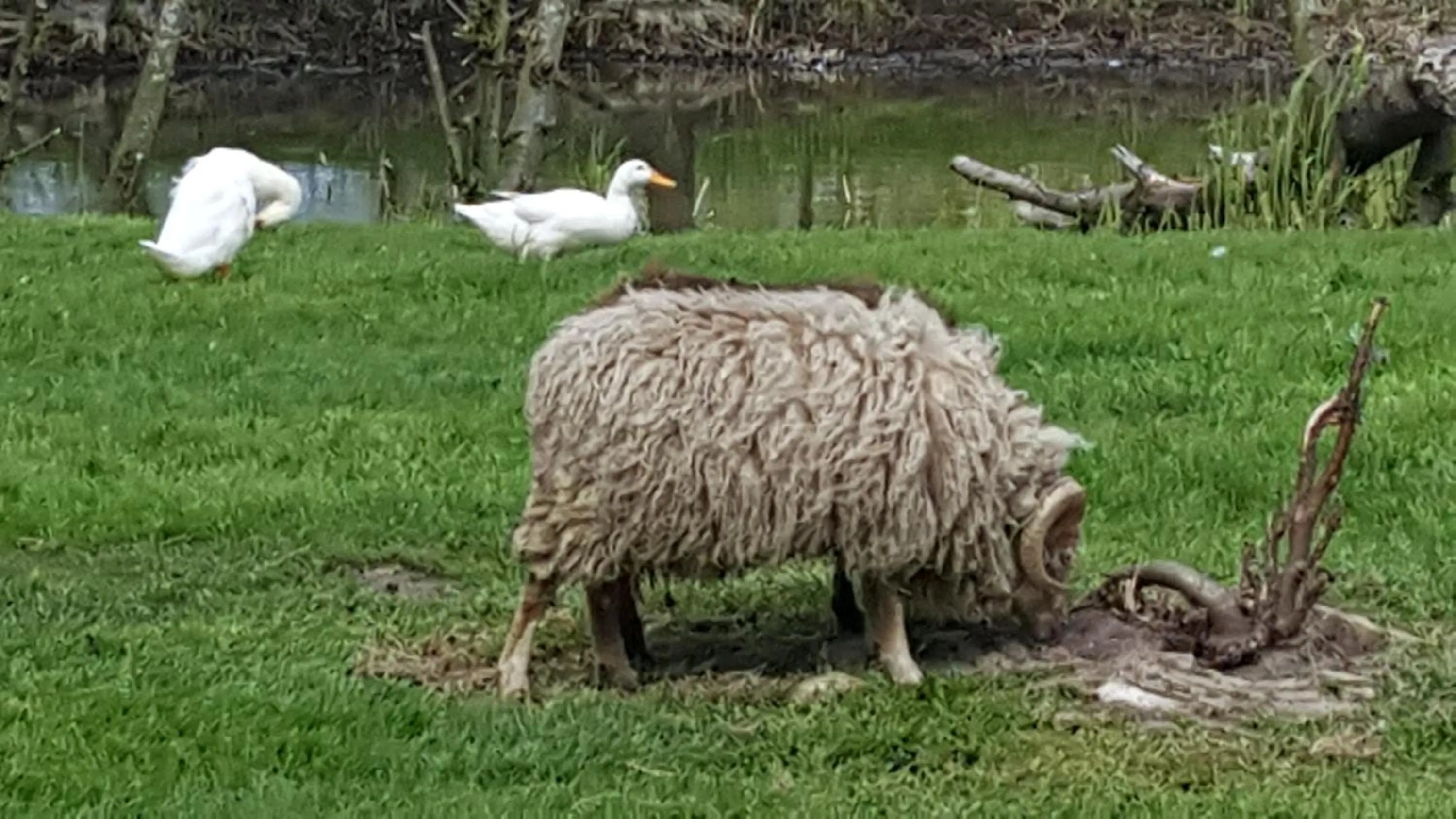 Animals in Bed & Breakfast De Koegang