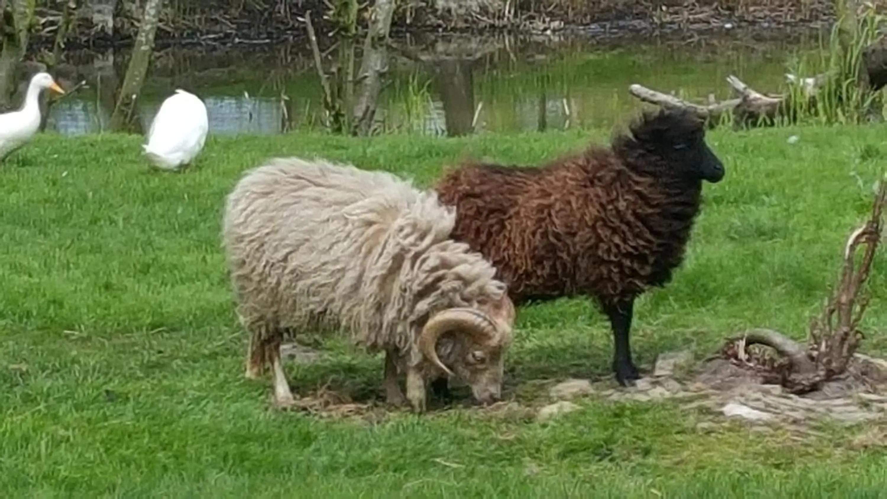 Animals in Bed & Breakfast De Koegang