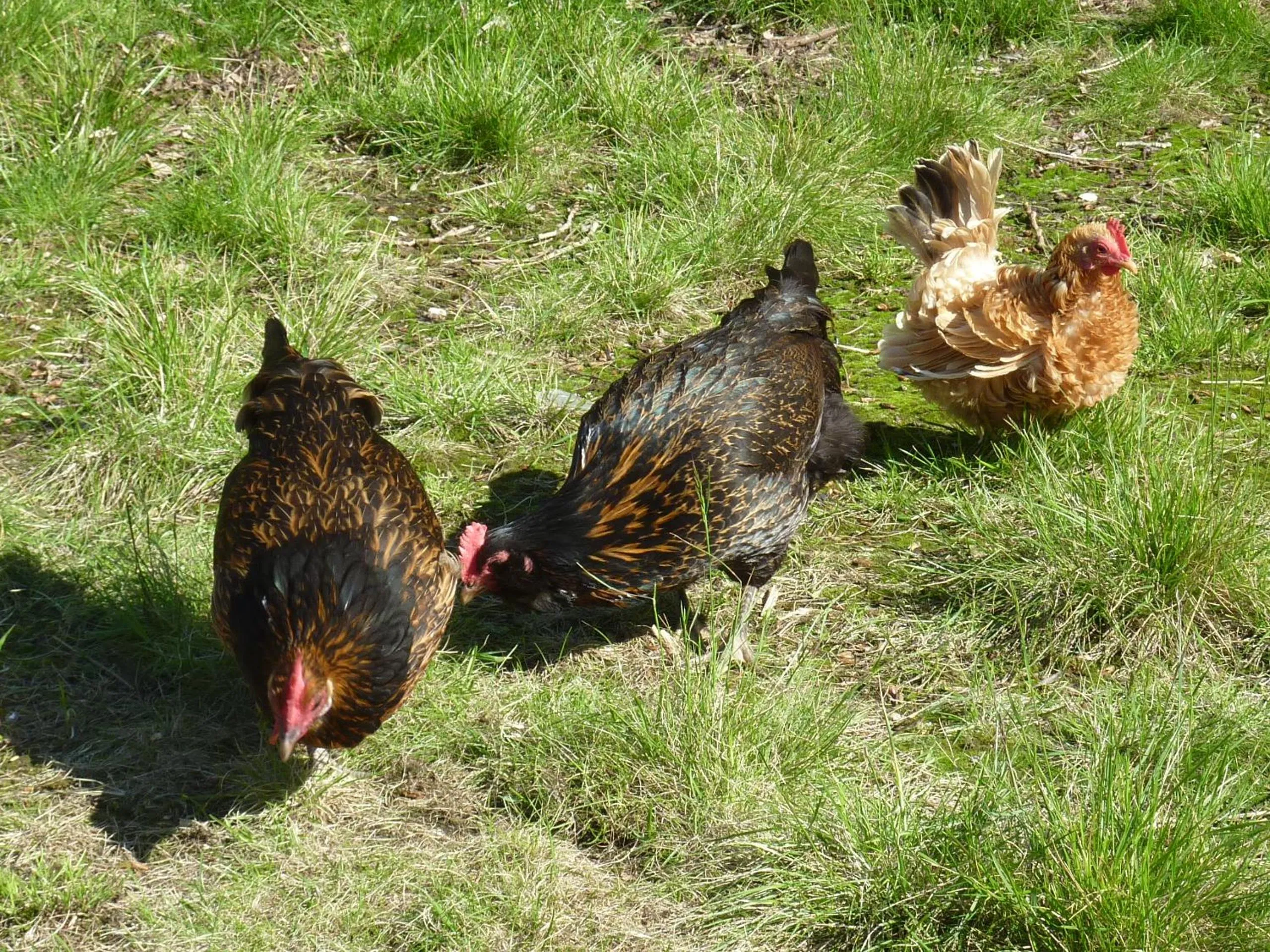 Animals in Bed & Breakfast De Koegang