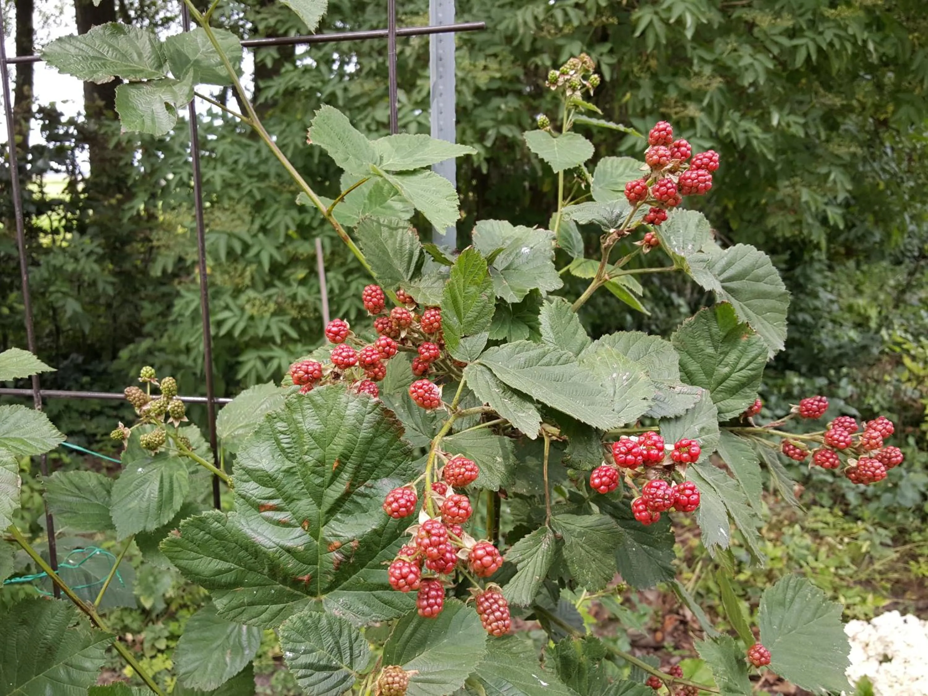 Garden in Bed & Breakfast De Koegang