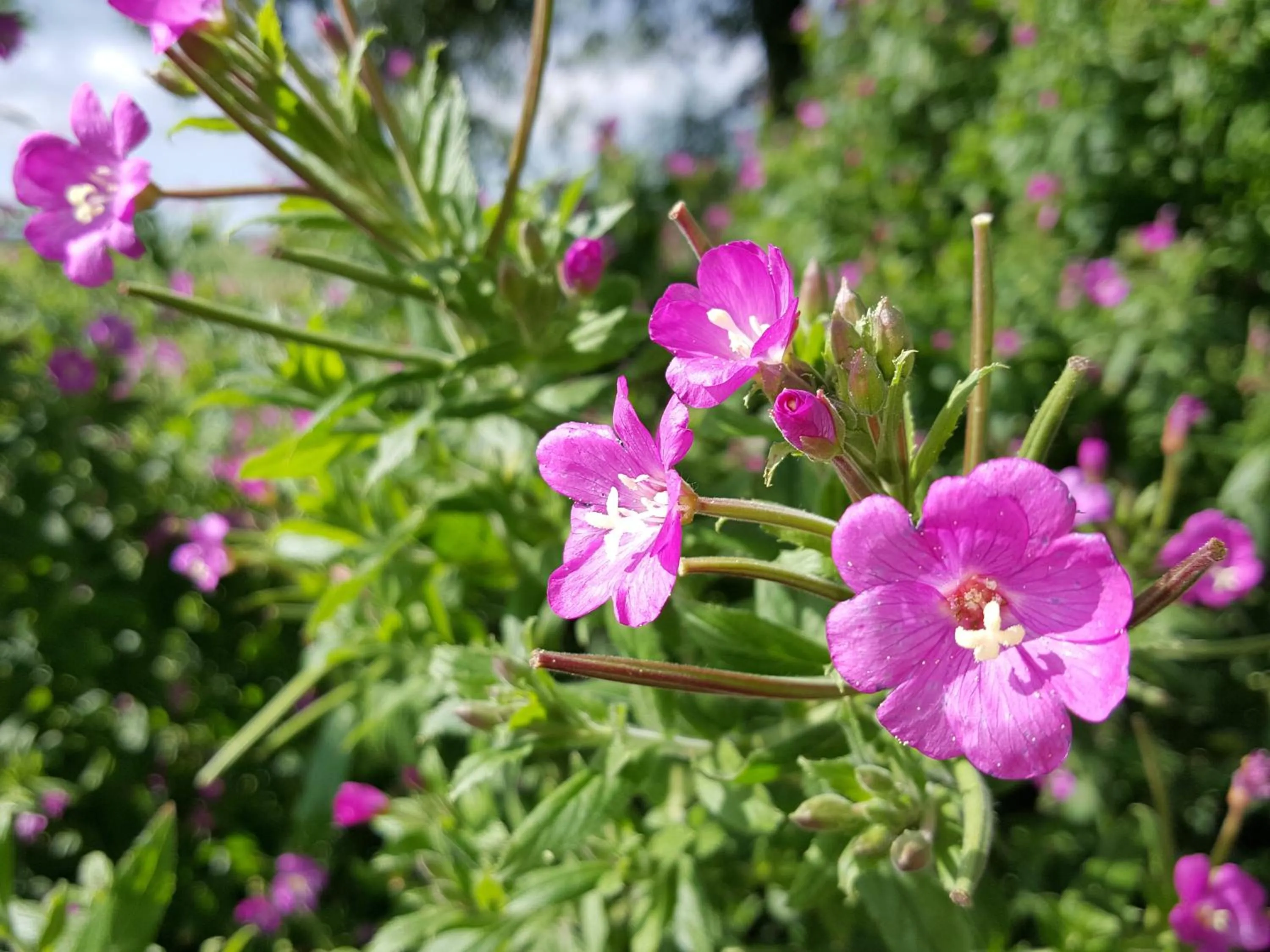 Garden in Bed & Breakfast De Koegang