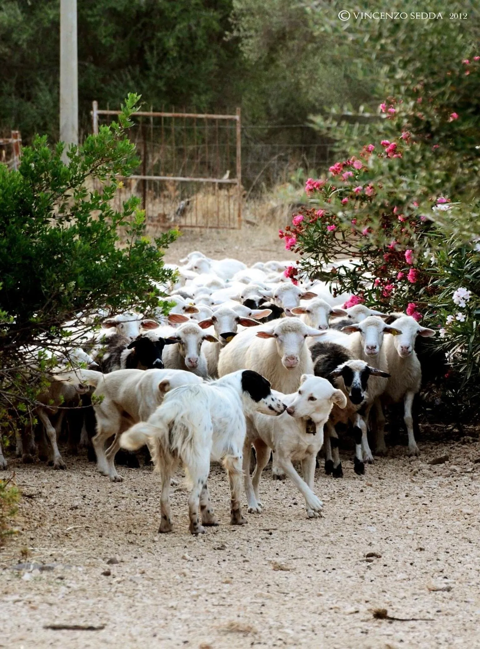 Day in Country House S'Ozzastru