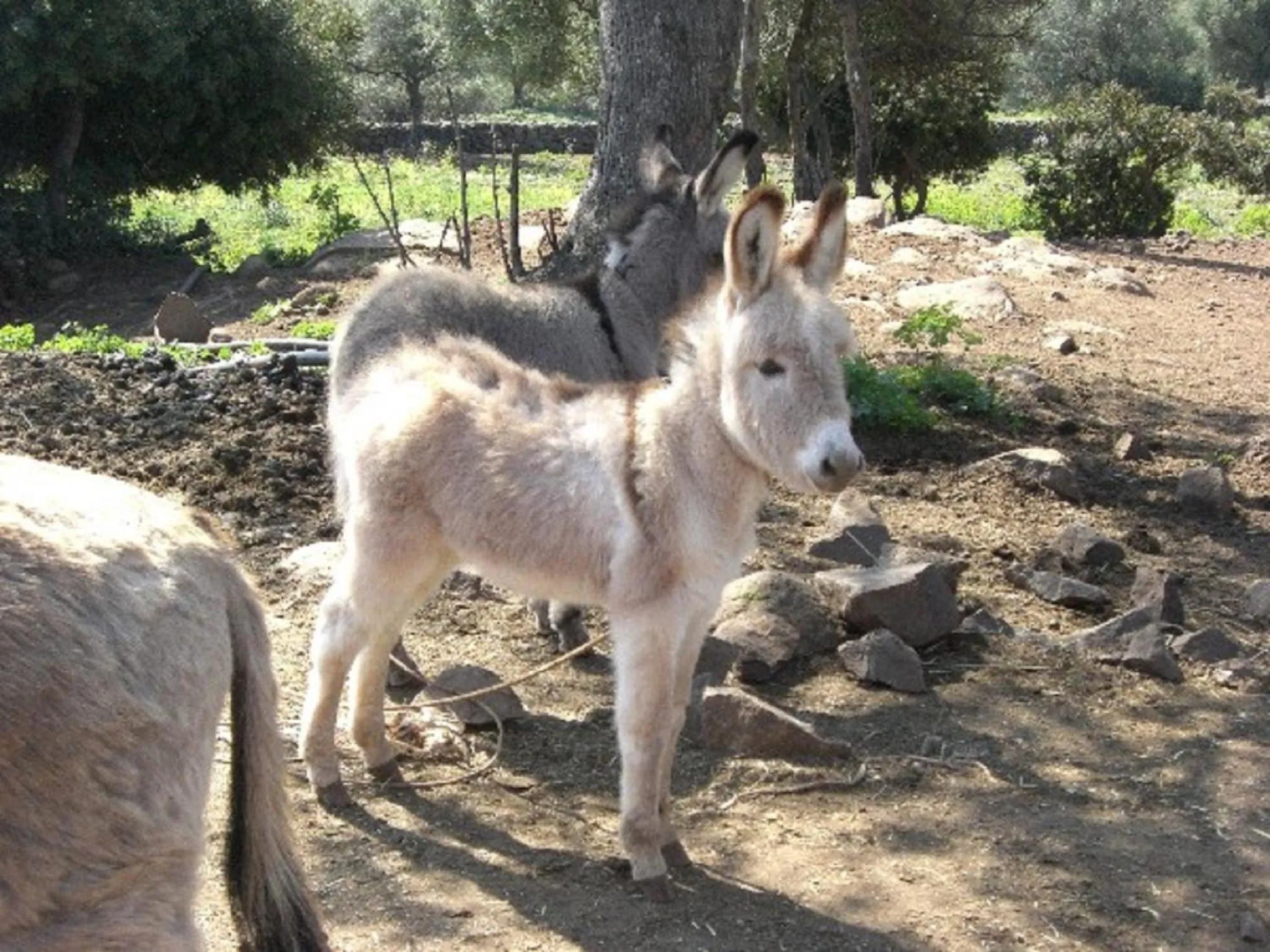 Hiking in Country House S'Ozzastru