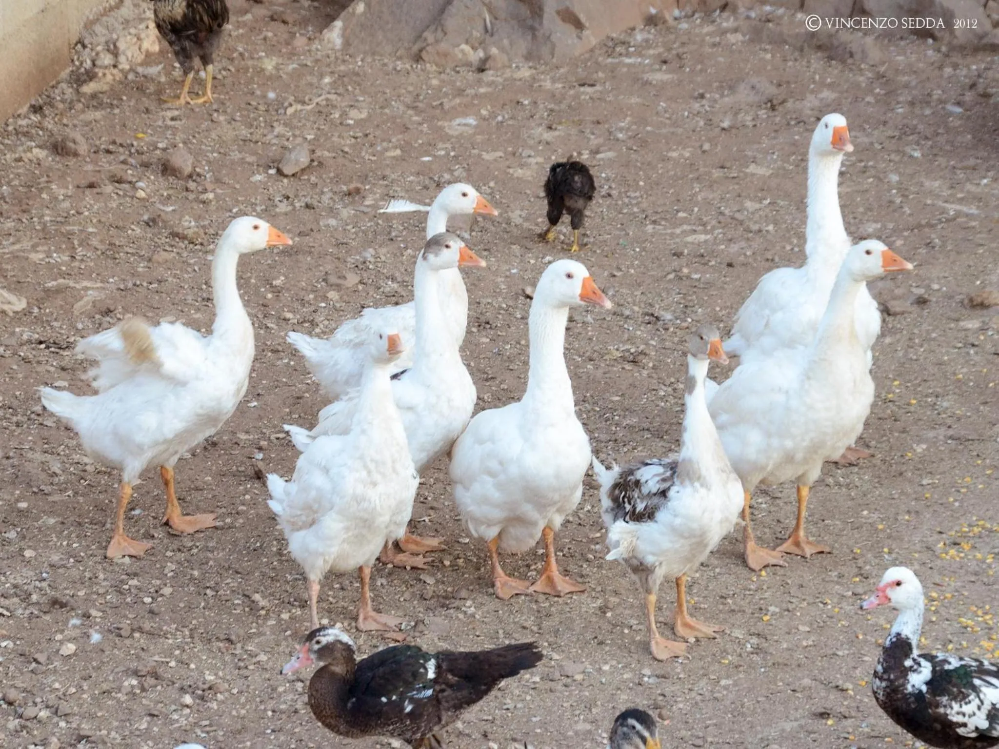 Pets in Country House S'Ozzastru