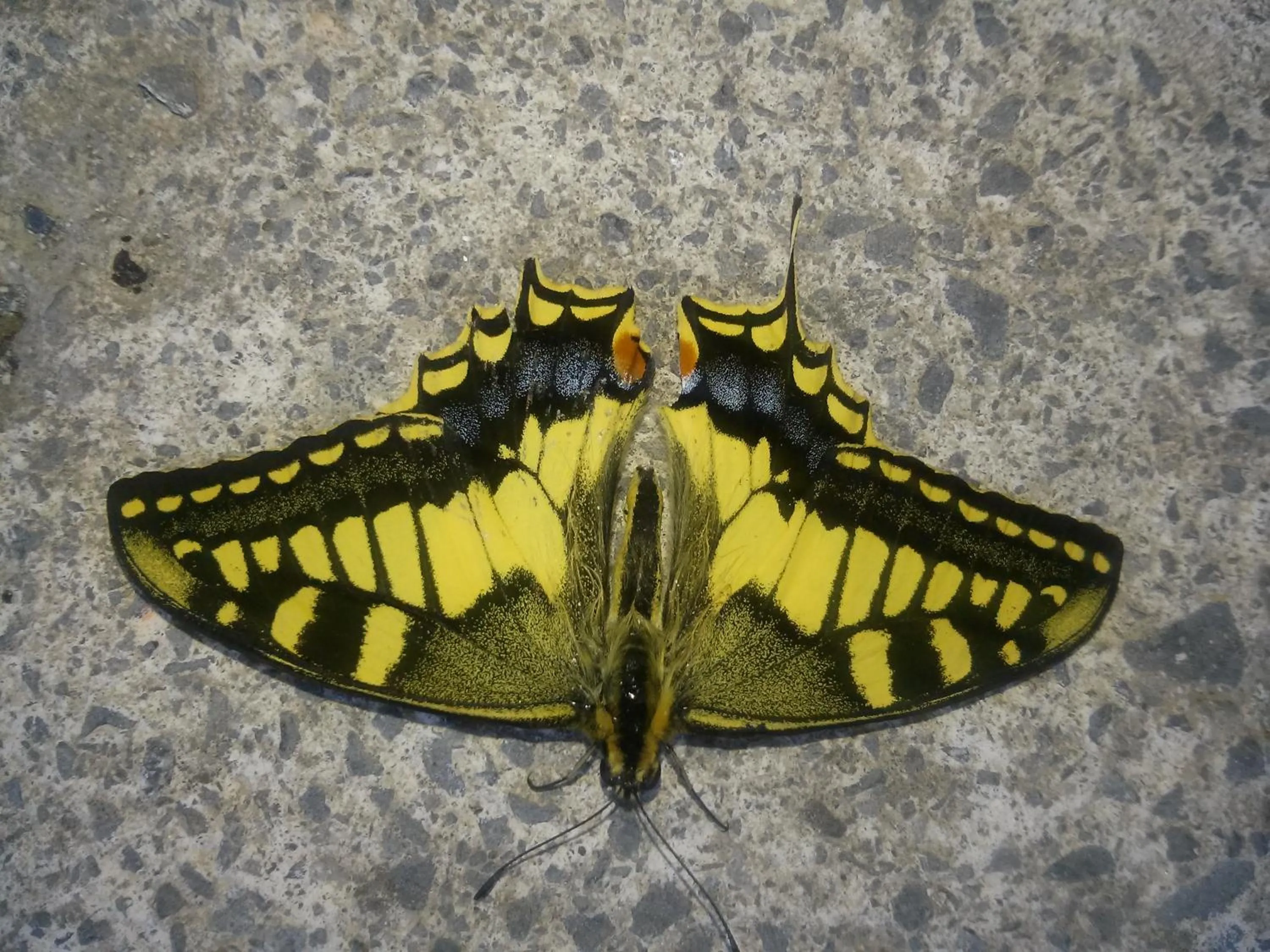 Animals in Mendi Alai