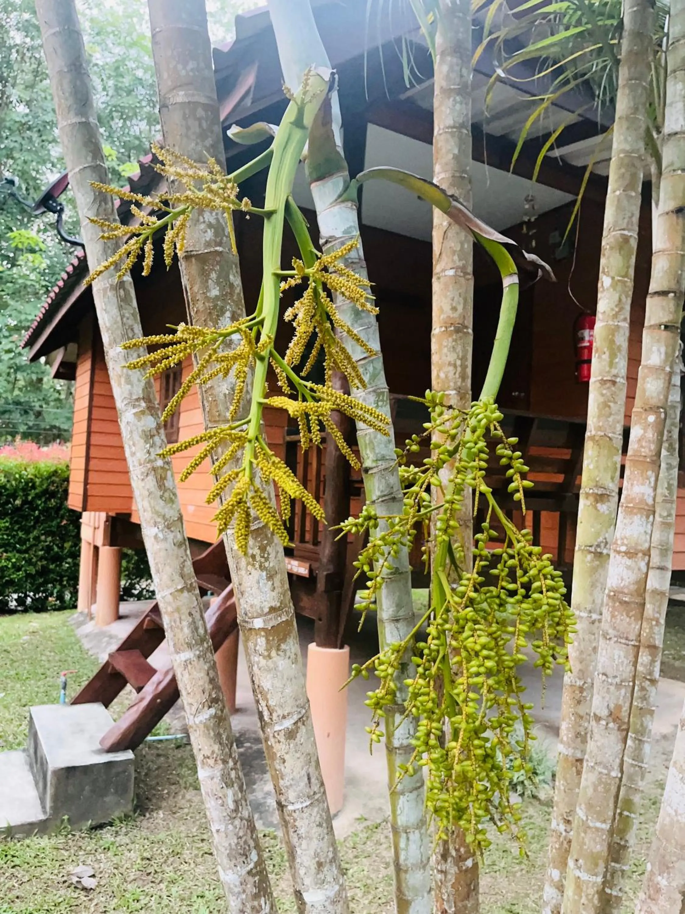 Garden in Najjamee Bungalows