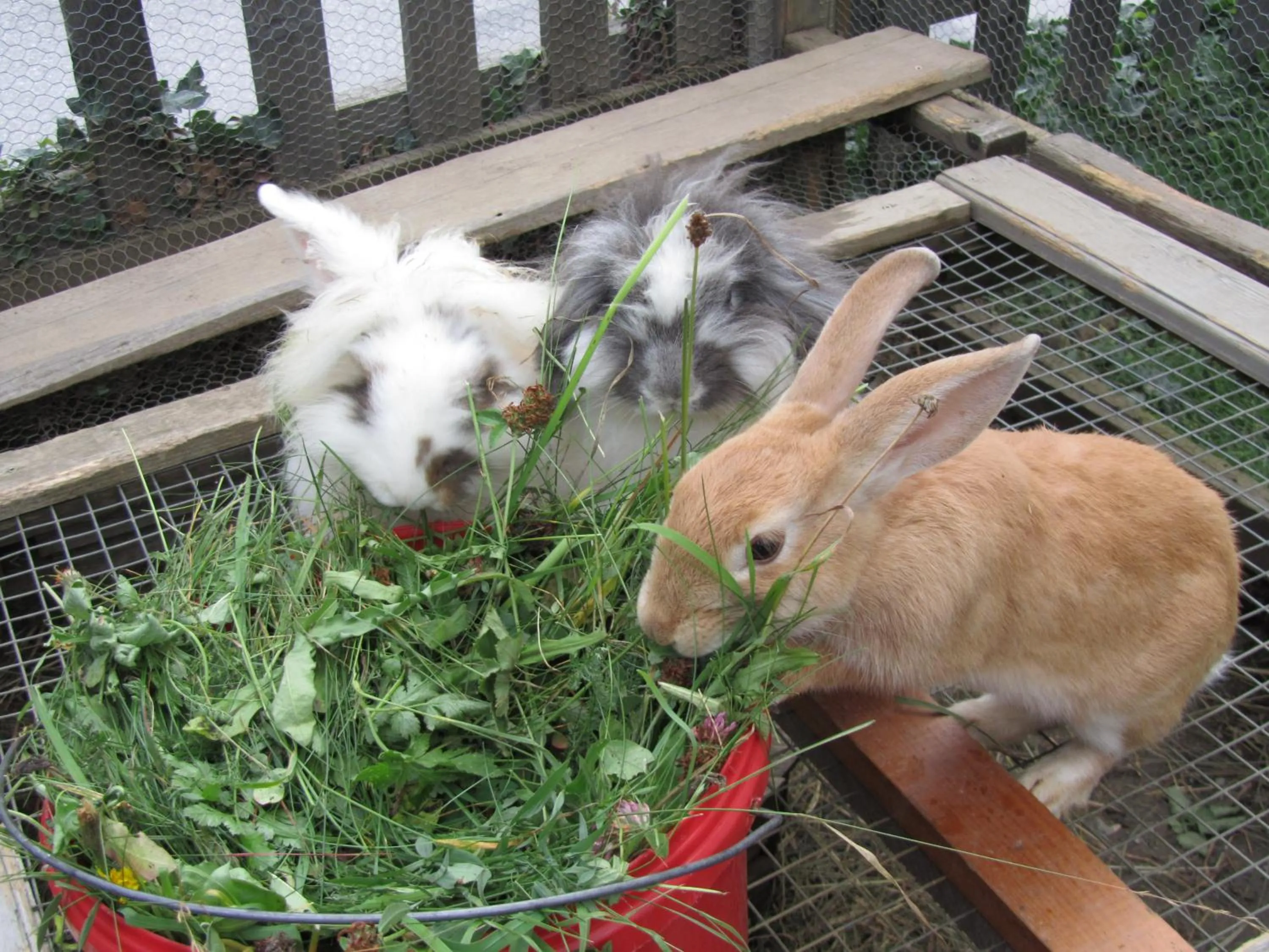 Animals in Posers Bergwelt B&B