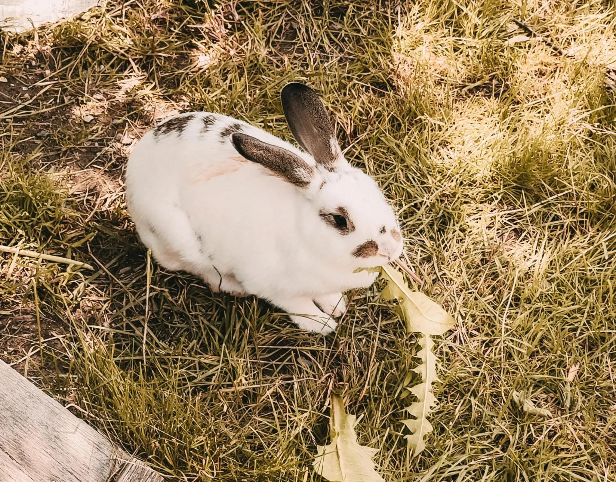 Animals in Posers Bergwelt B&B