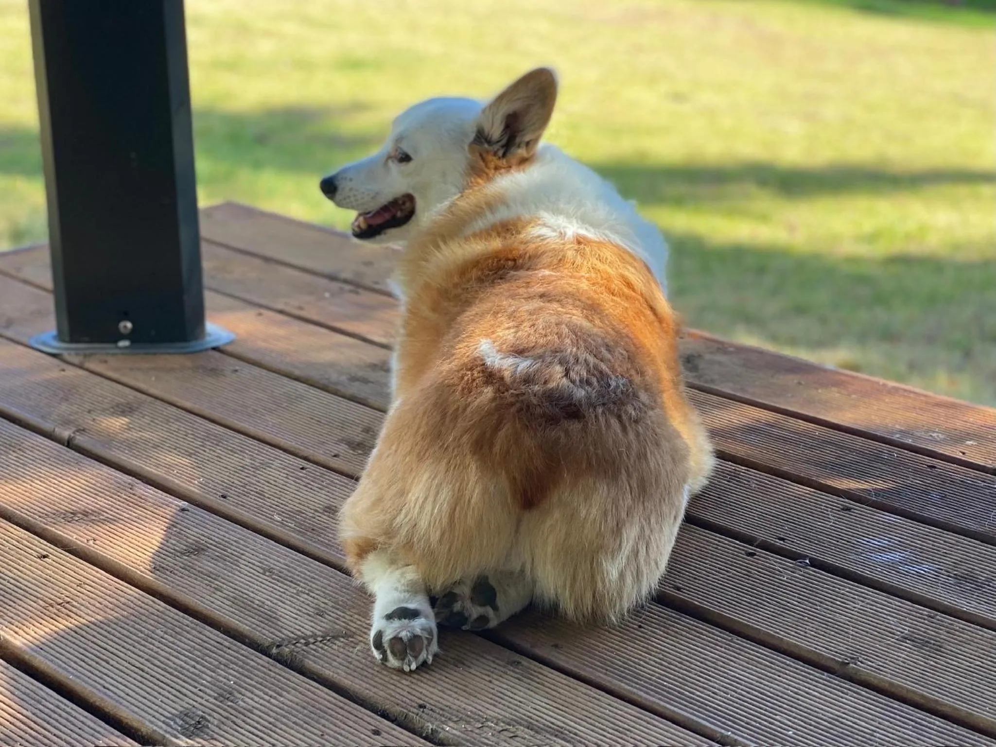 Pets in Vida-Vi, Country House and B&B