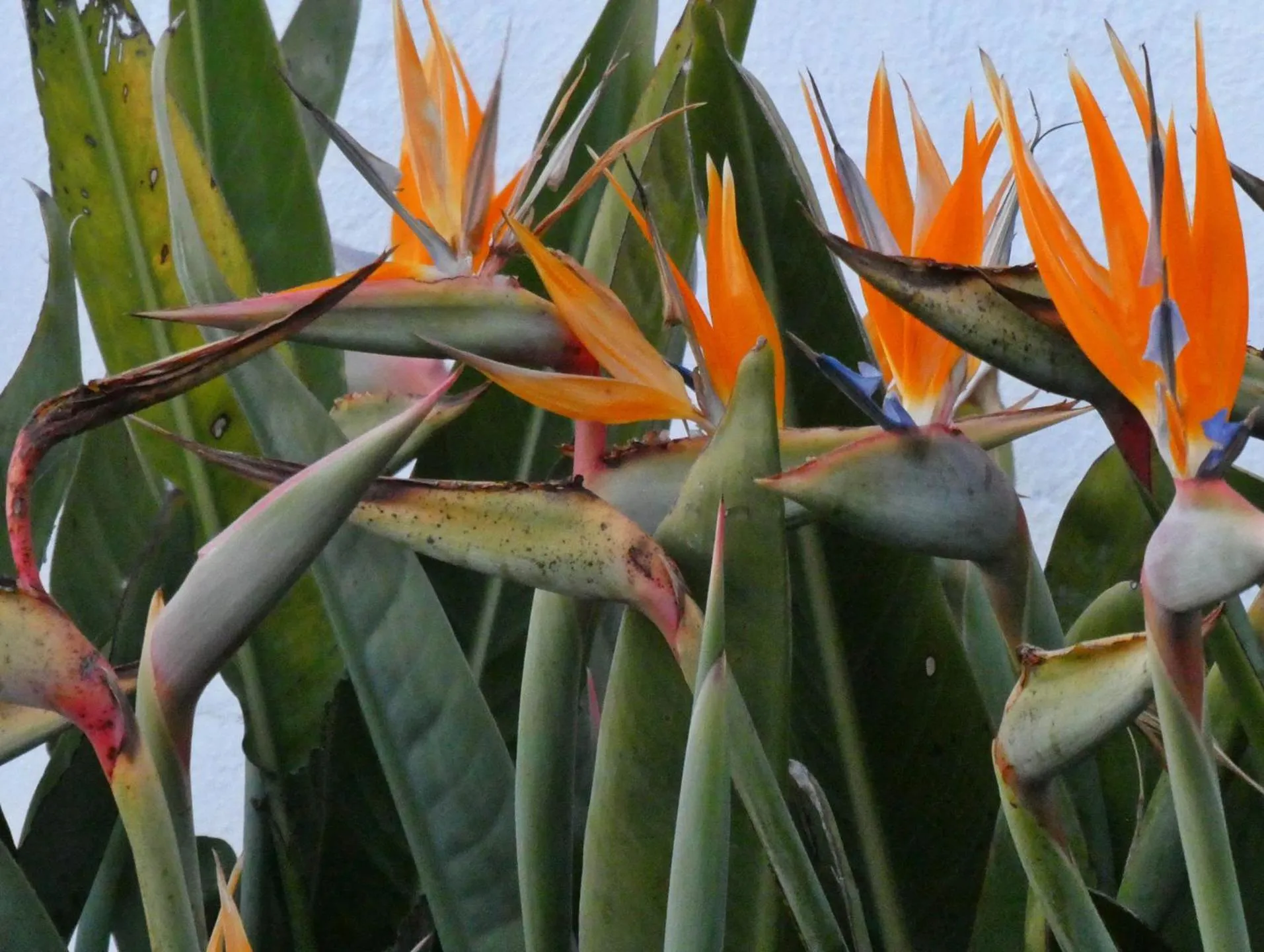 Garden in Vida-Vi, Country House and B&B