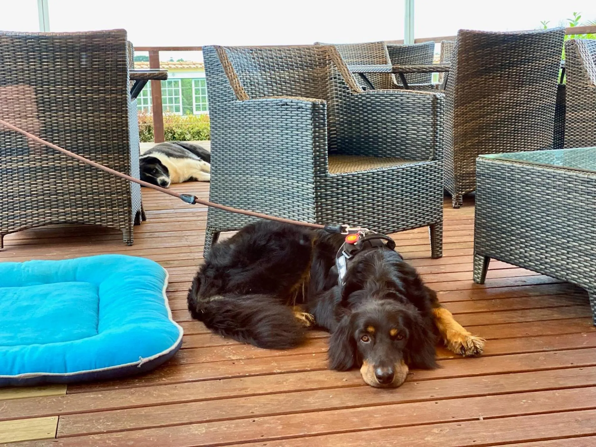 Pets in Vida-Vi, Country House and B&B