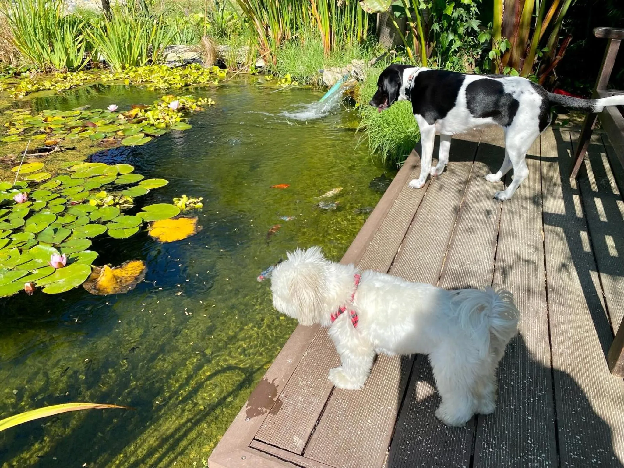 Pets in Vida-Vi, Country House and B&B