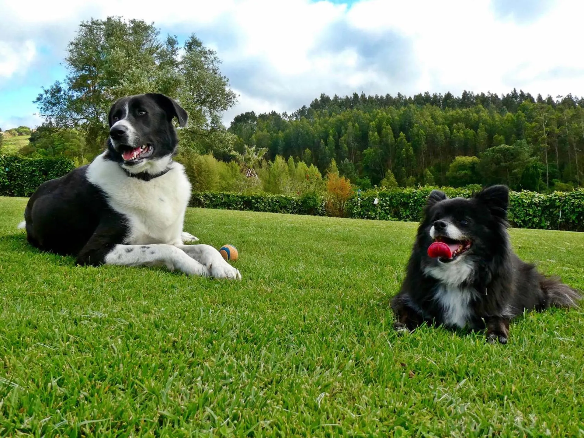 Pets in Vida-Vi, Country House and B&B
