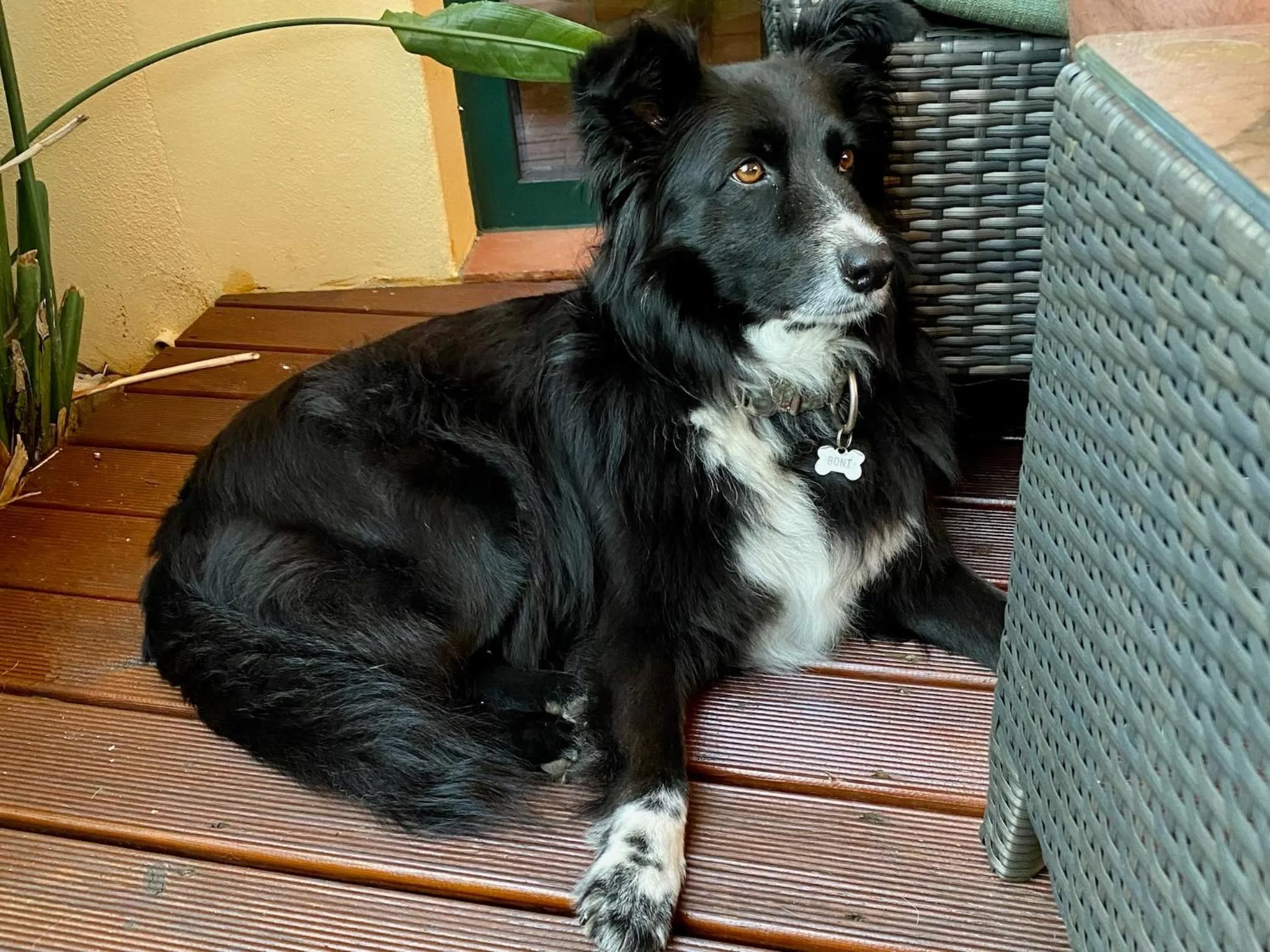 Pets in Vida-Vi, Country House and B&B