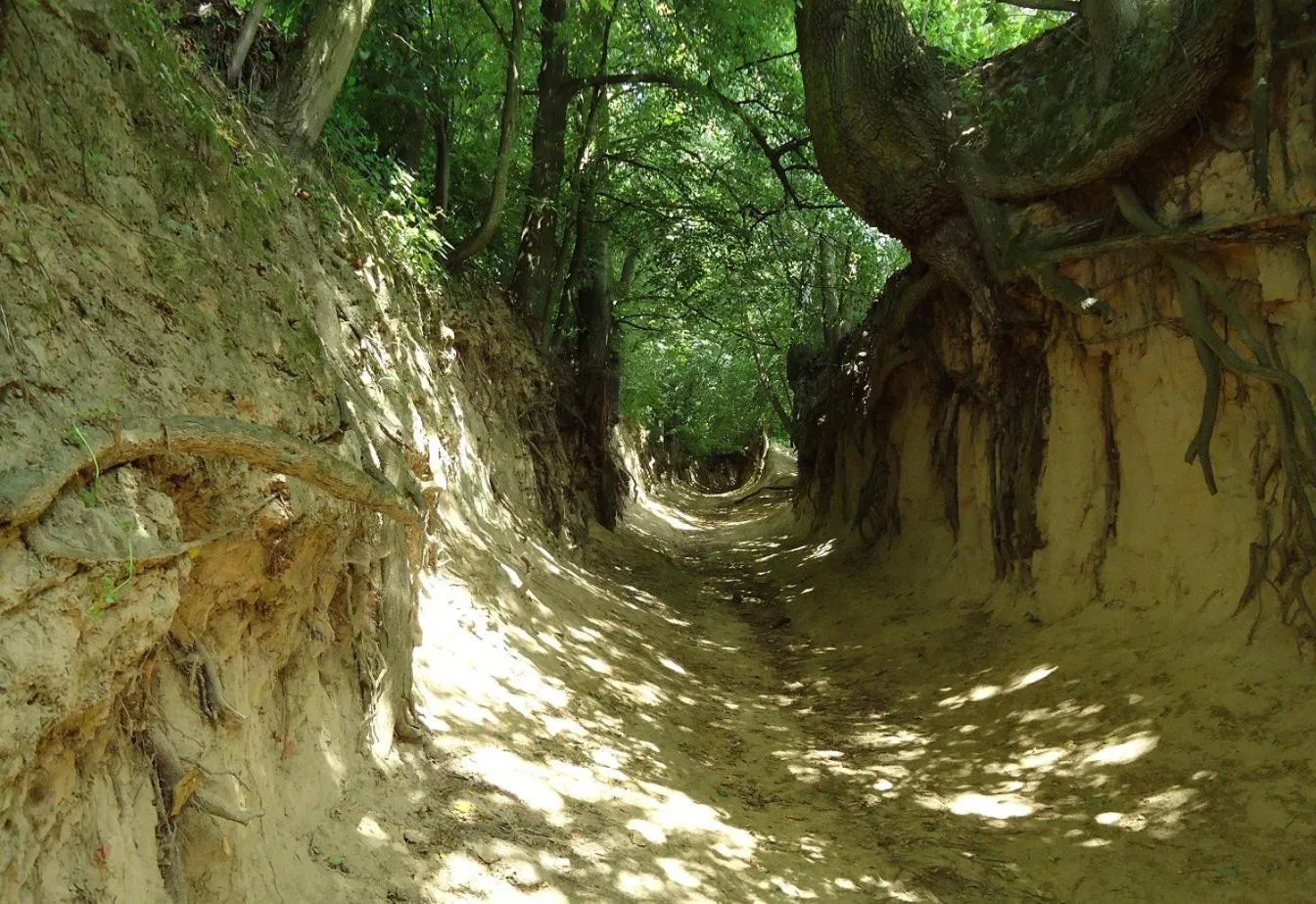Natural landscape in Siedlisko Lubicz Stara Chata Kazimierz Dolny