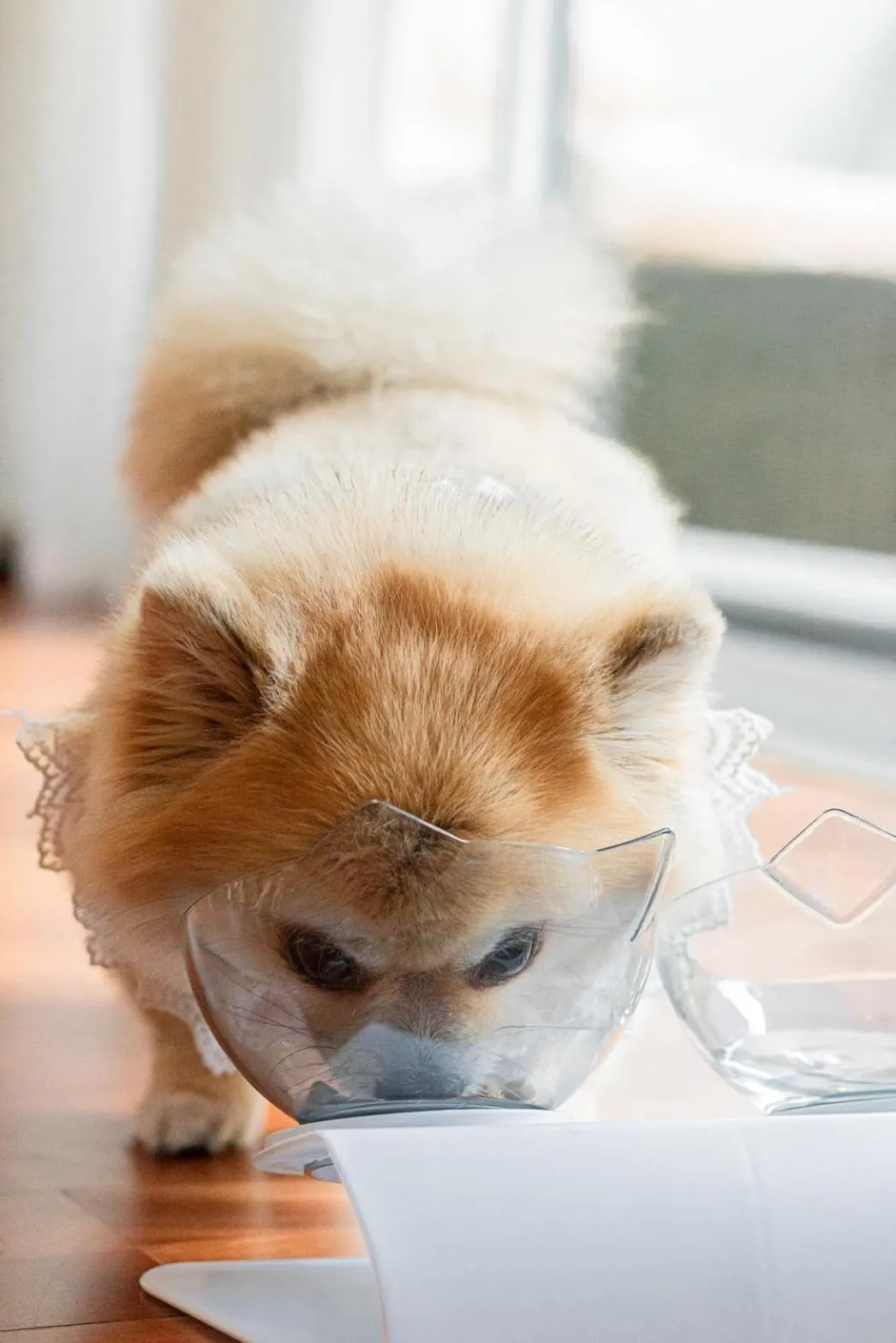 Pets in Khammon Lanna Resort Chiang Mai