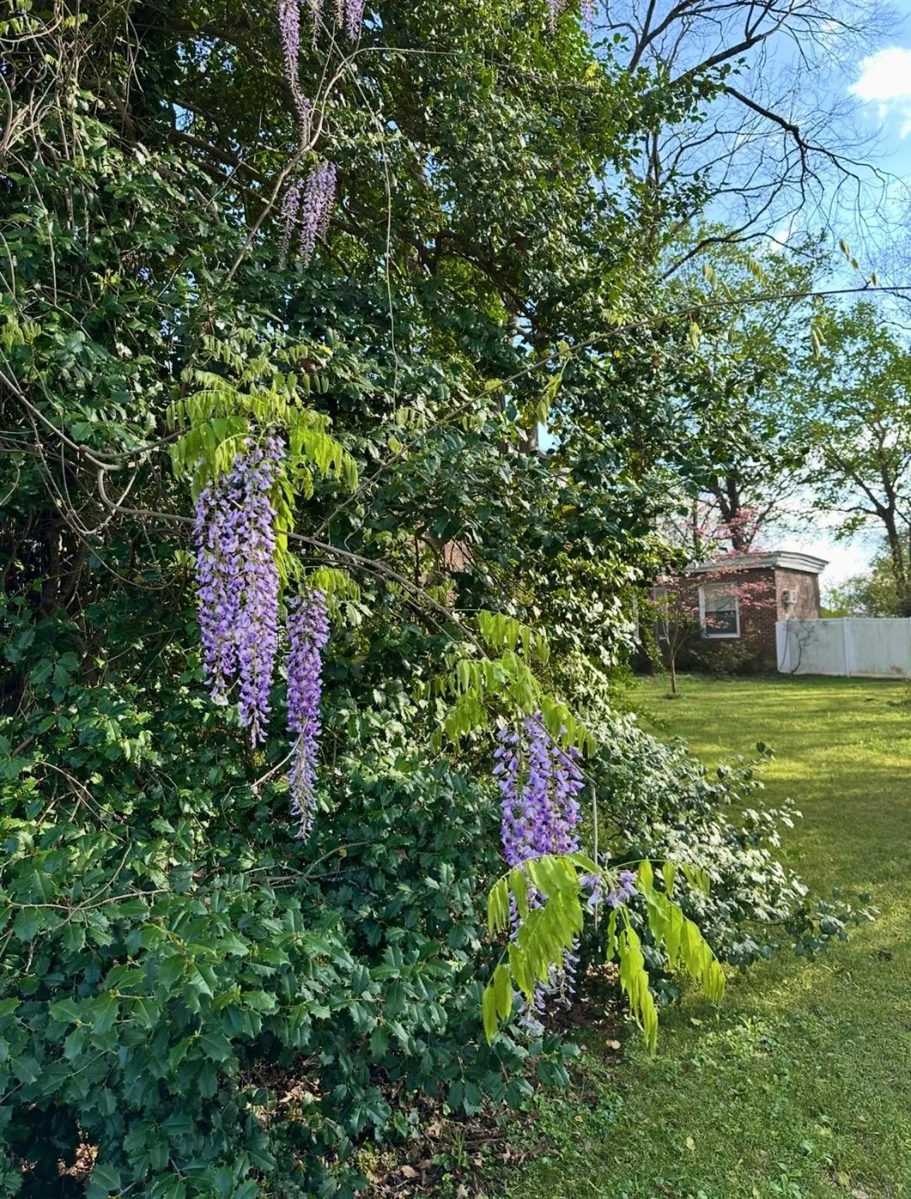 Spring in Belmont Inn