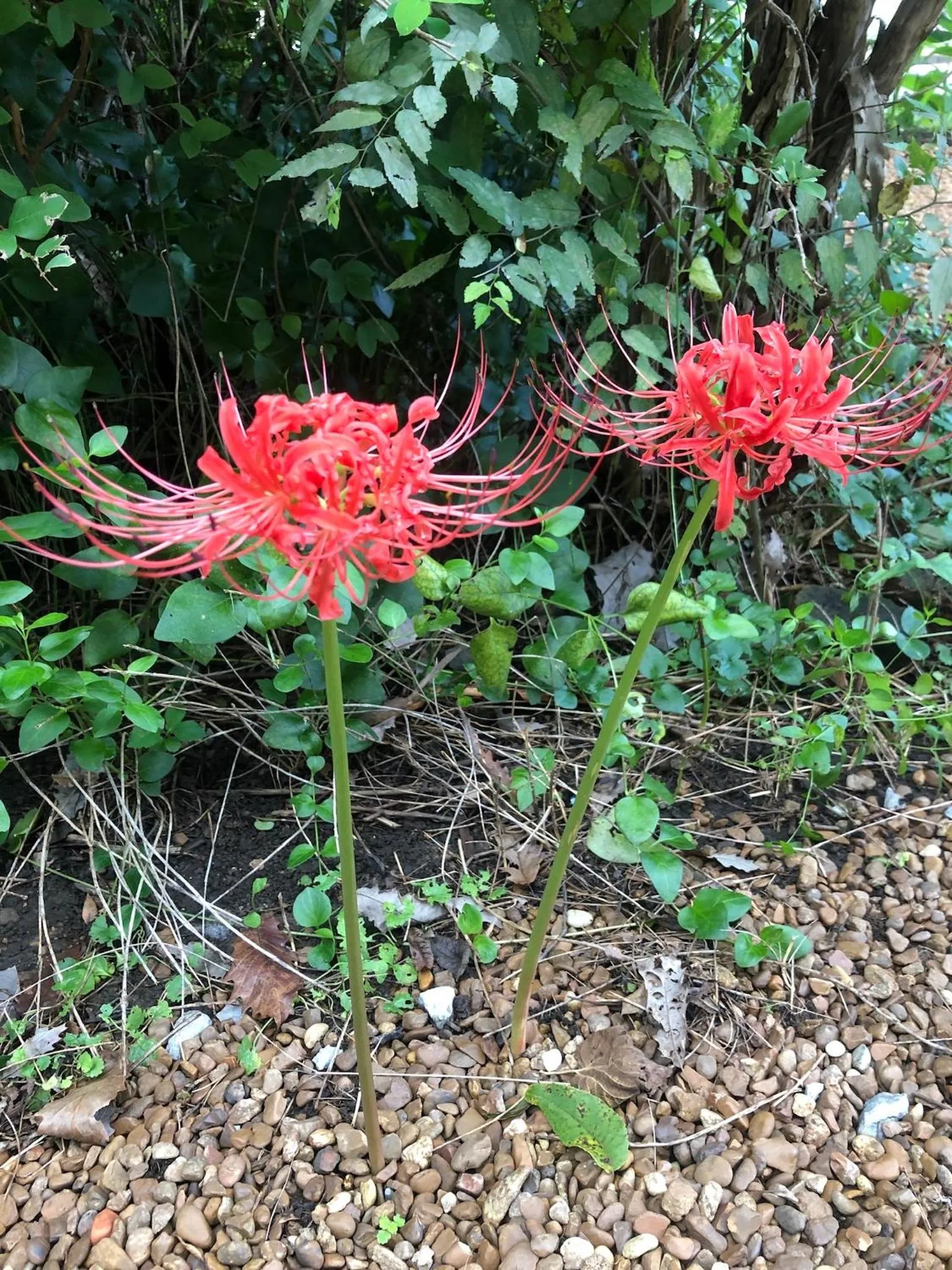 Spring in Belmont Inn