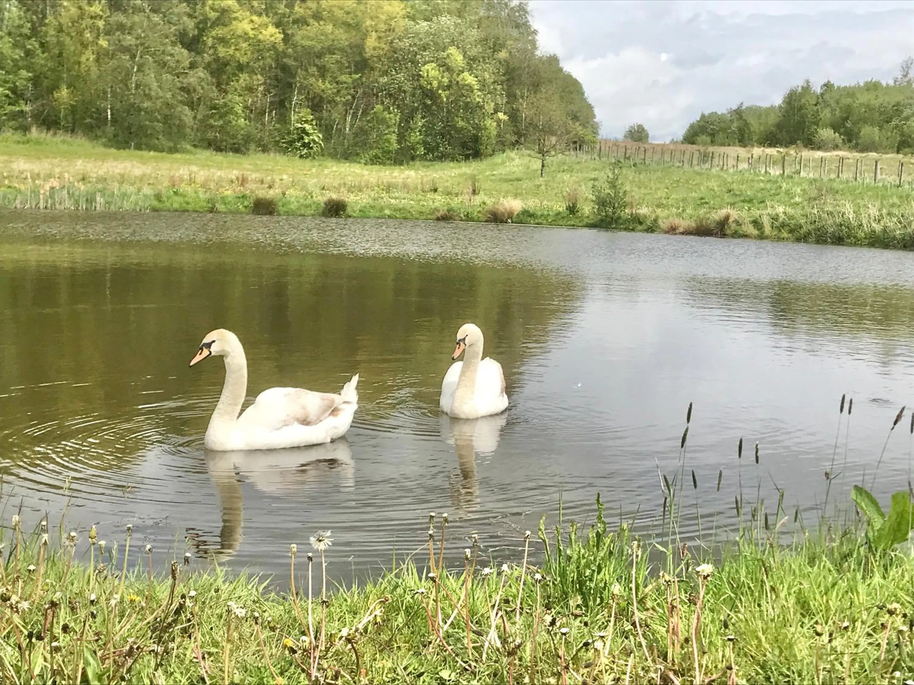 Lake view in Marehay Hall Farm