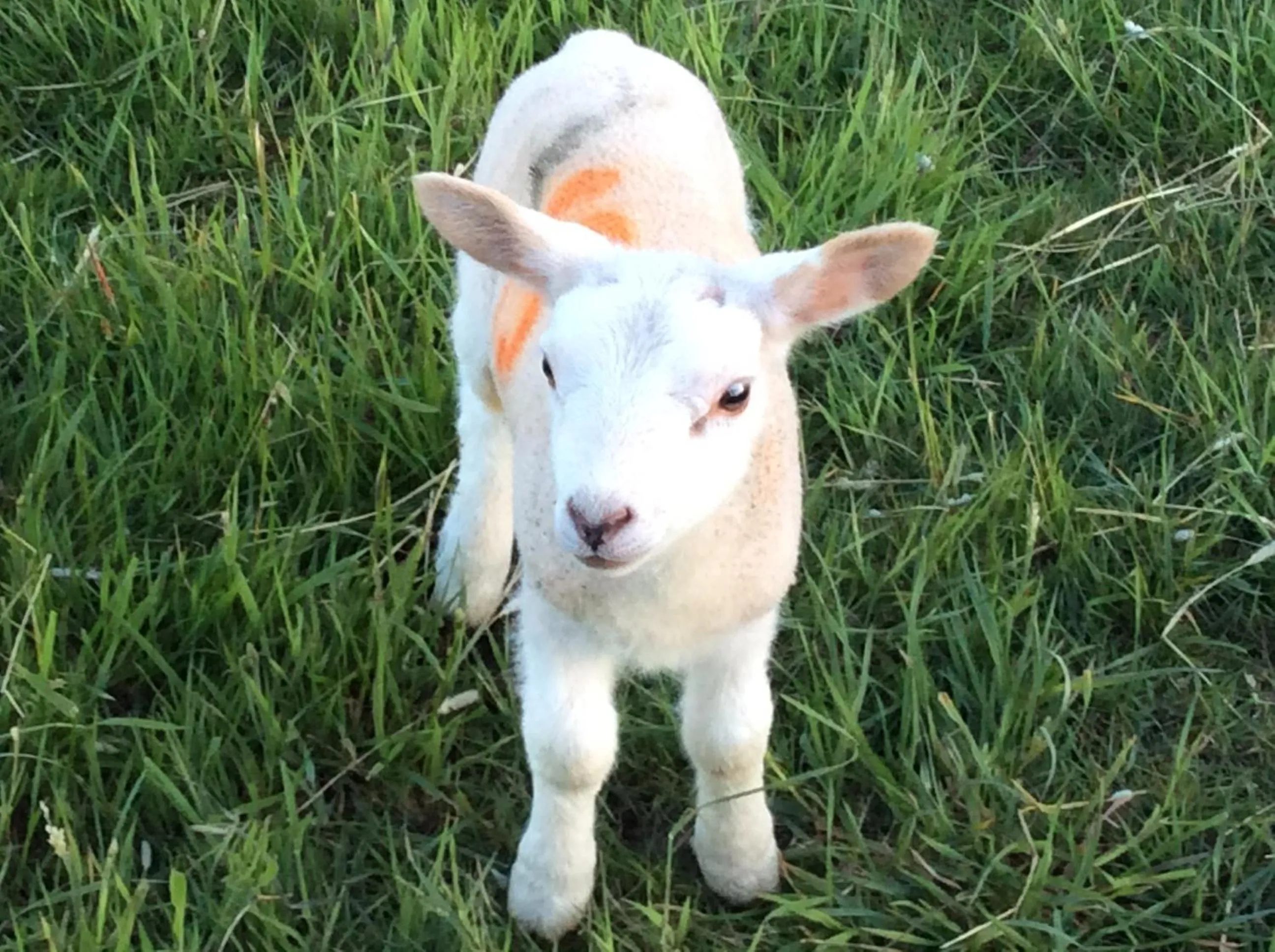 Animals in Marehay Hall Farm