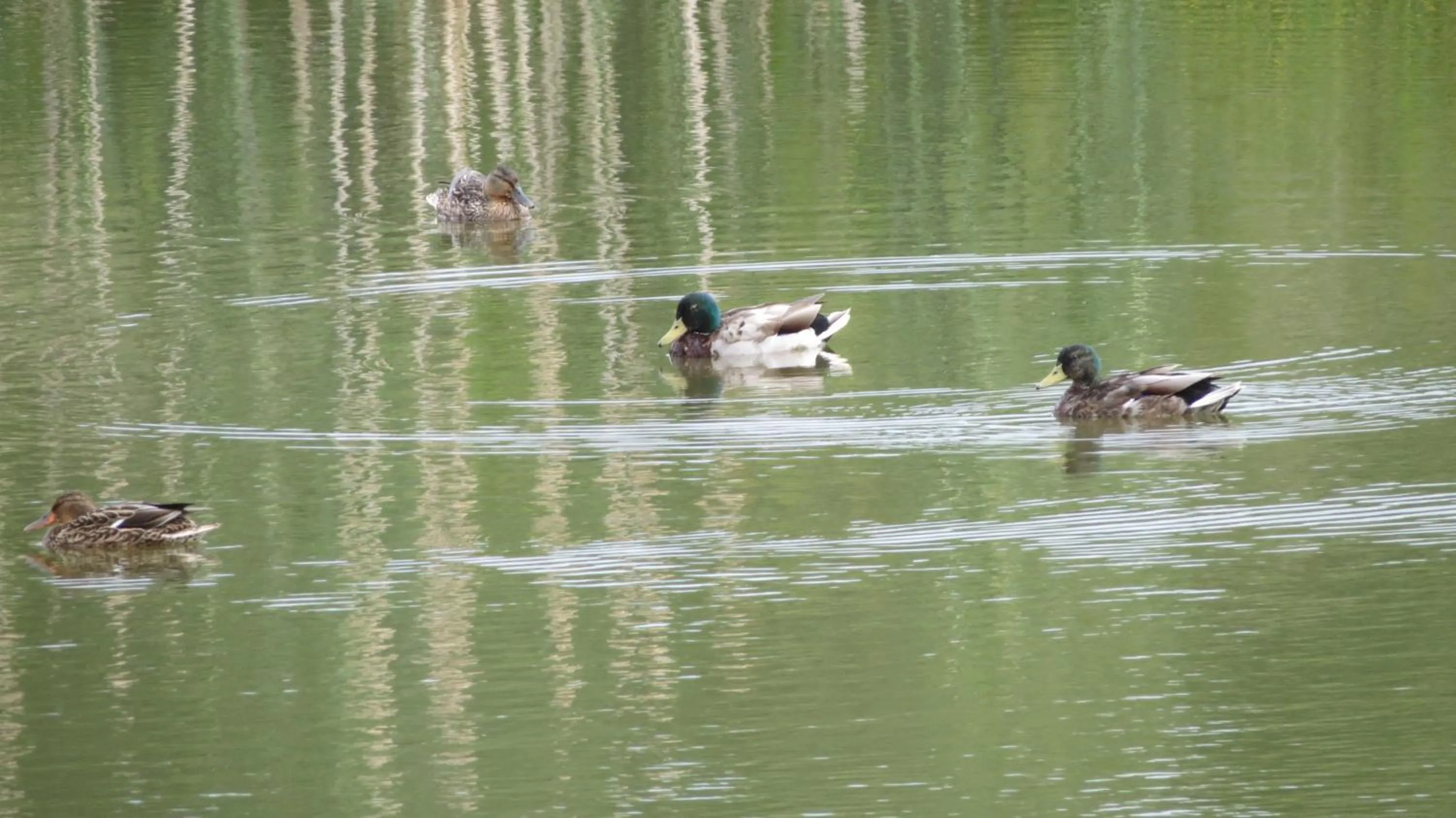 Natural landscape in Marehay Hall Farm