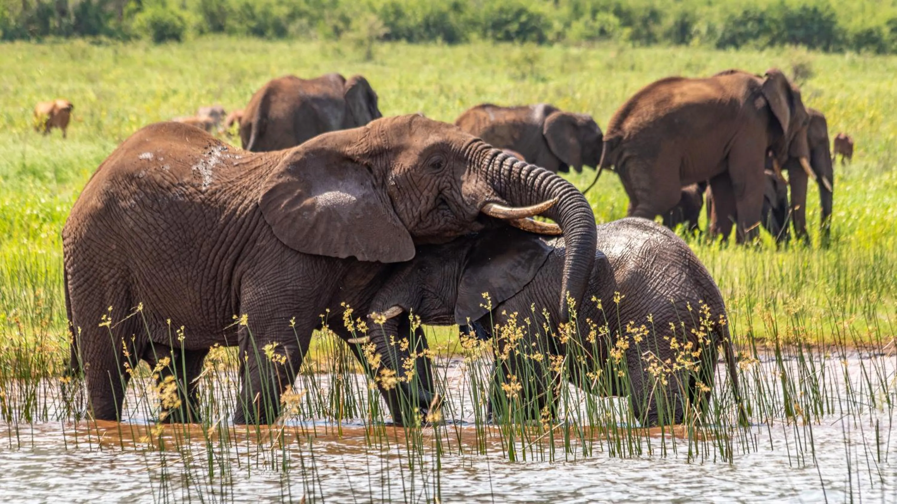 Activities in AfriCamps at White Elephant Safaris