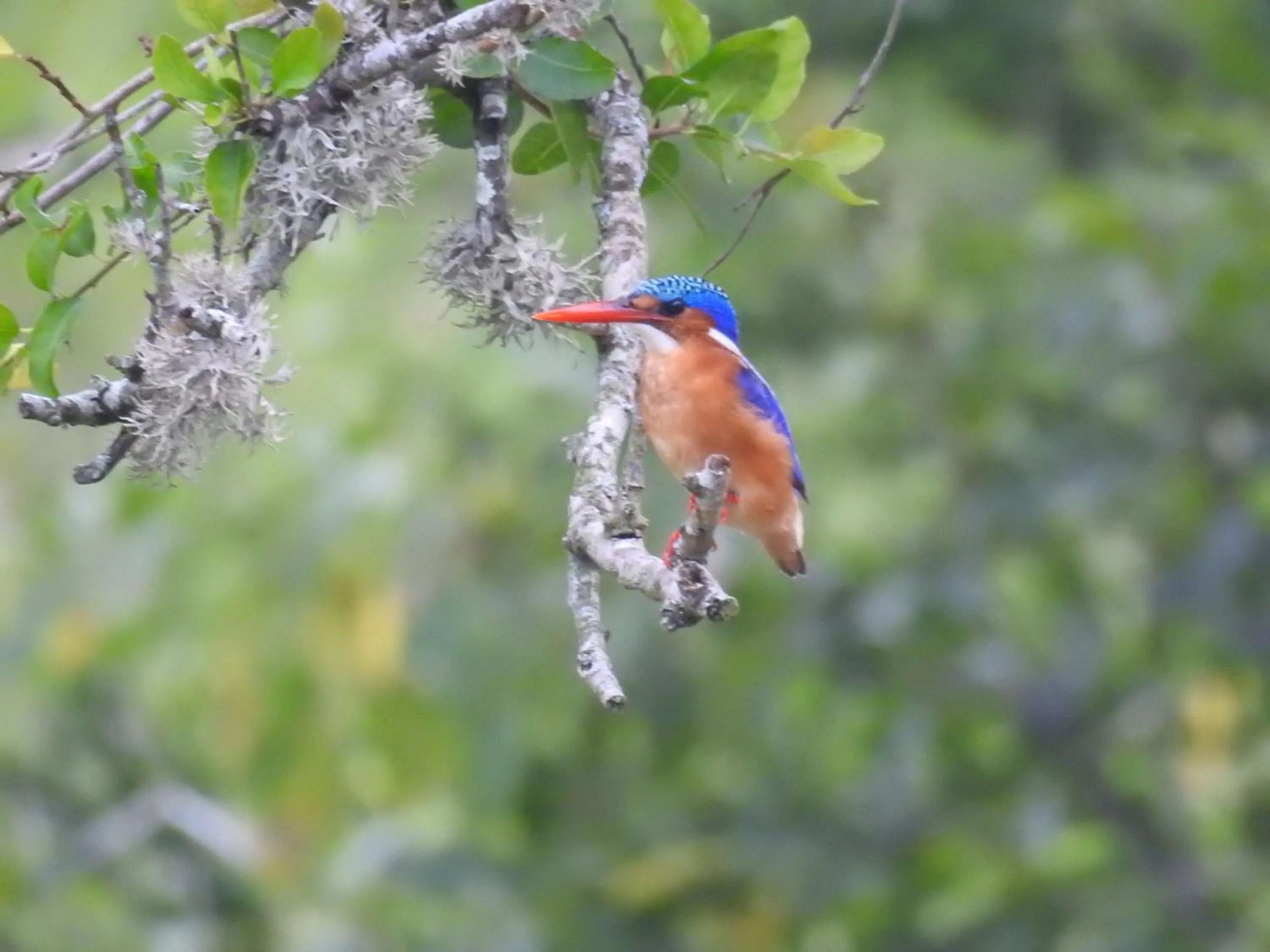 Activities in AfriCamps at White Elephant Safaris