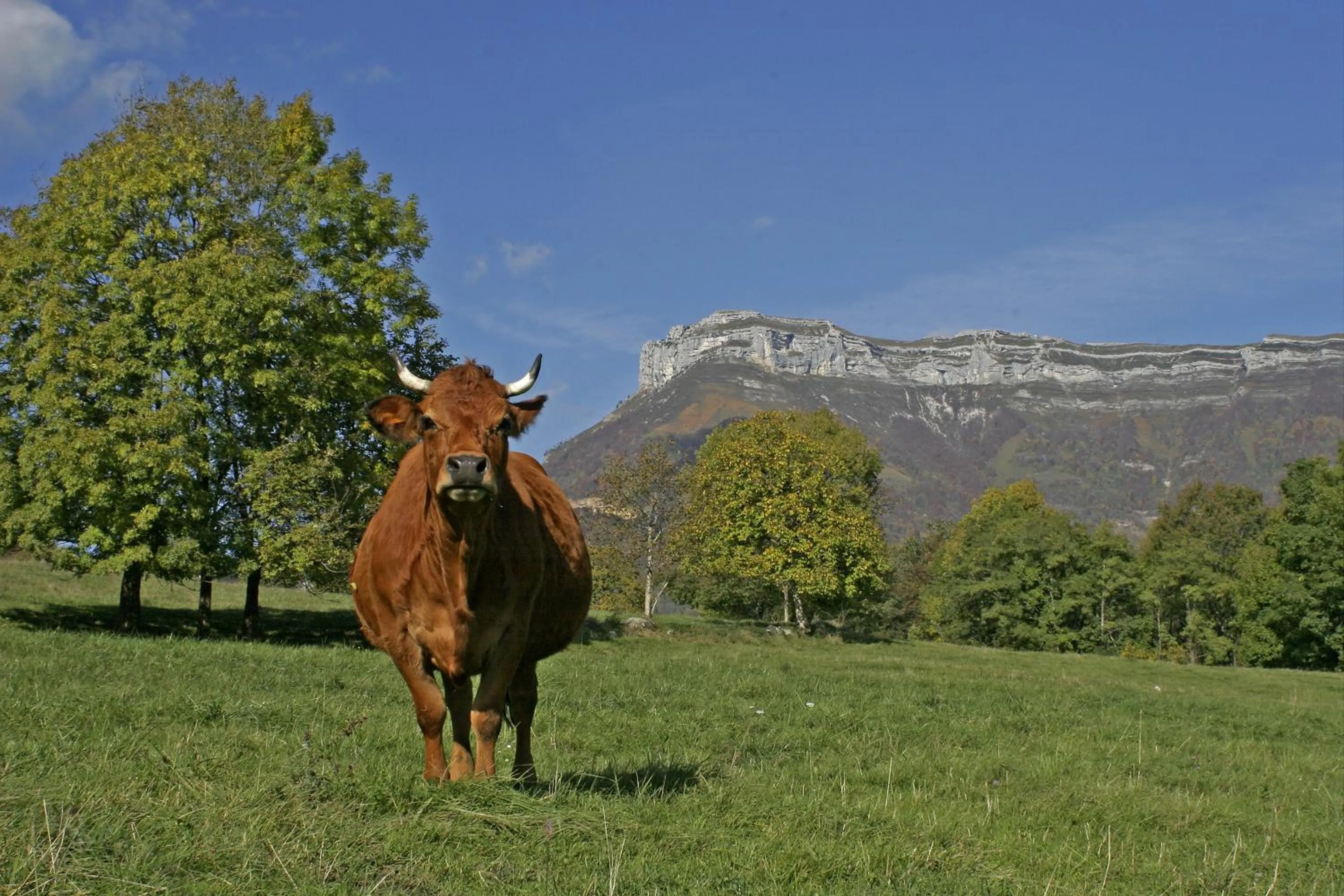 Area and facilities in Madame Vacances Les Chalets Du Berger