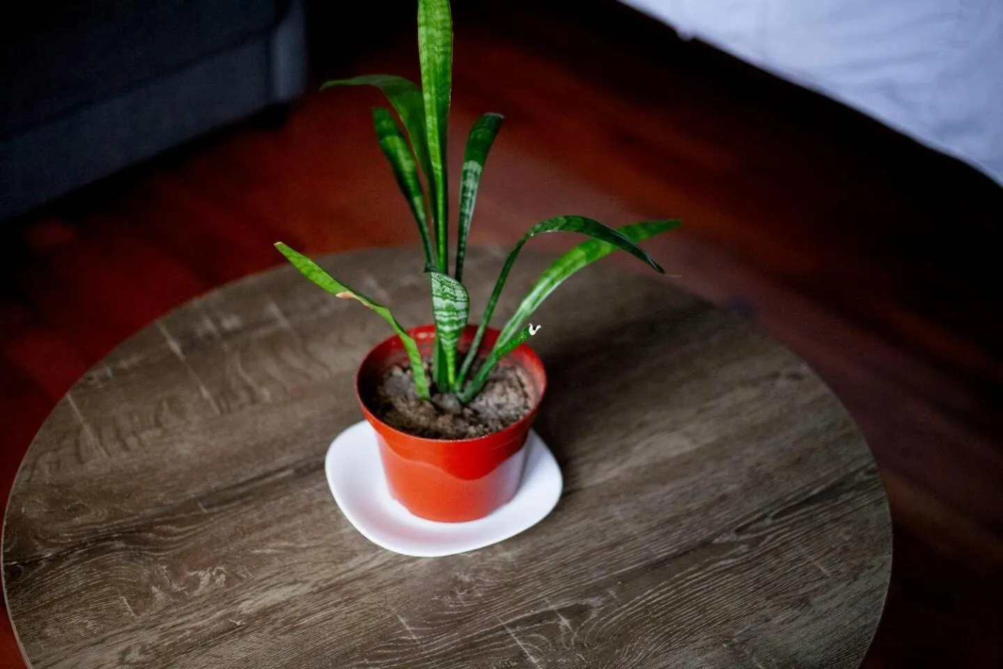 Coyote Lofts-Estacion Federal