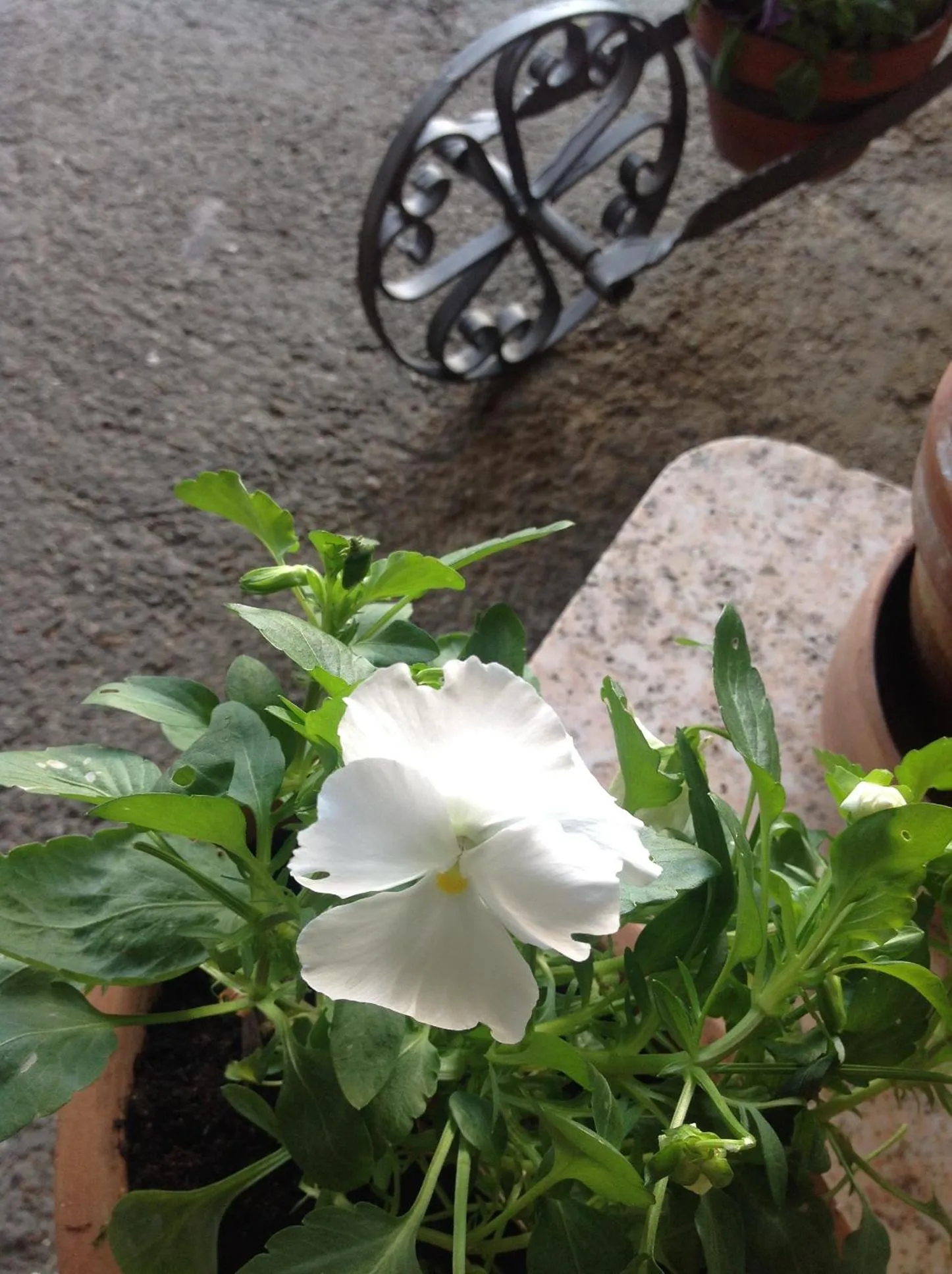 Garden in B&B Lacrêma