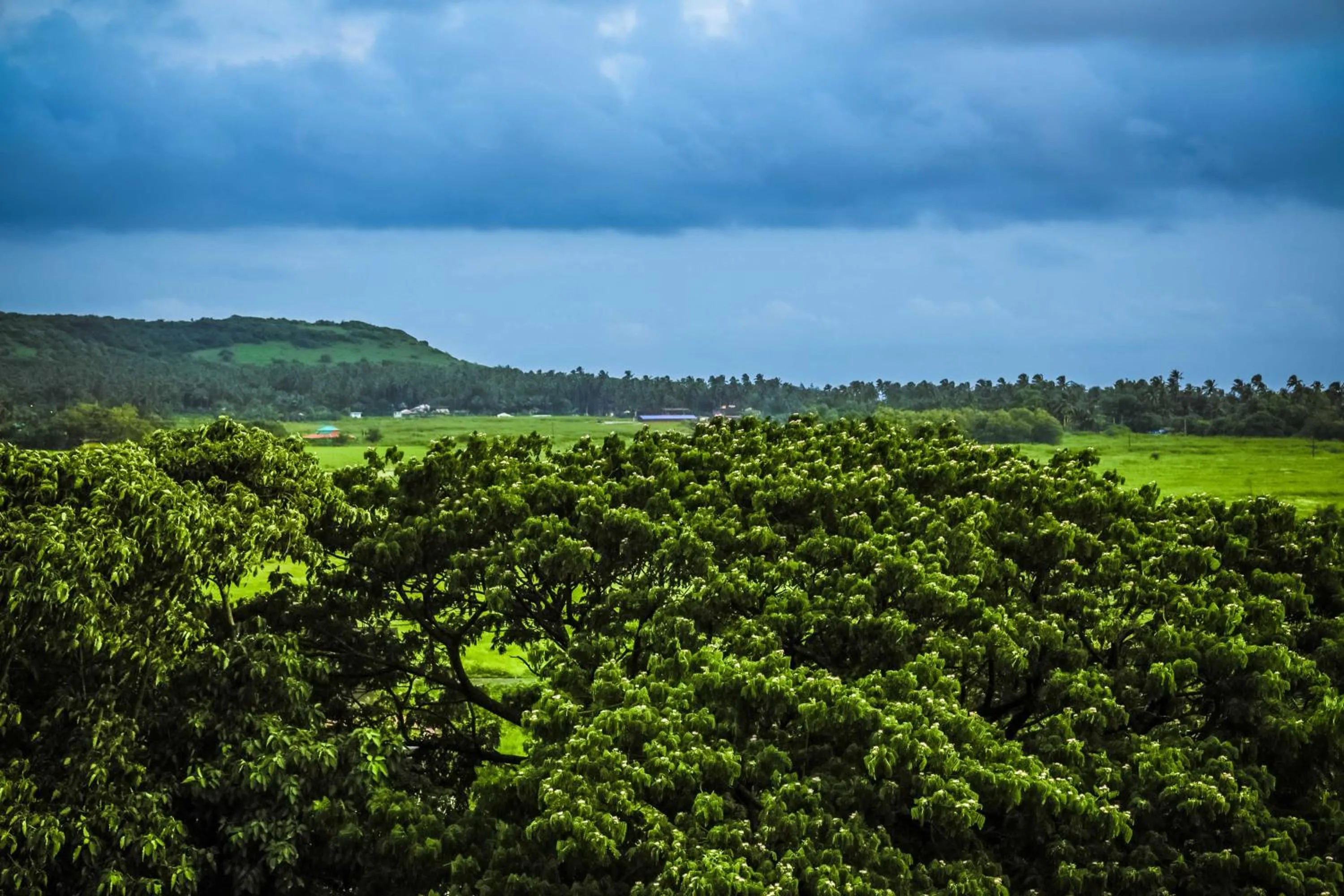 Natural landscape in Hotel Regent Laguna