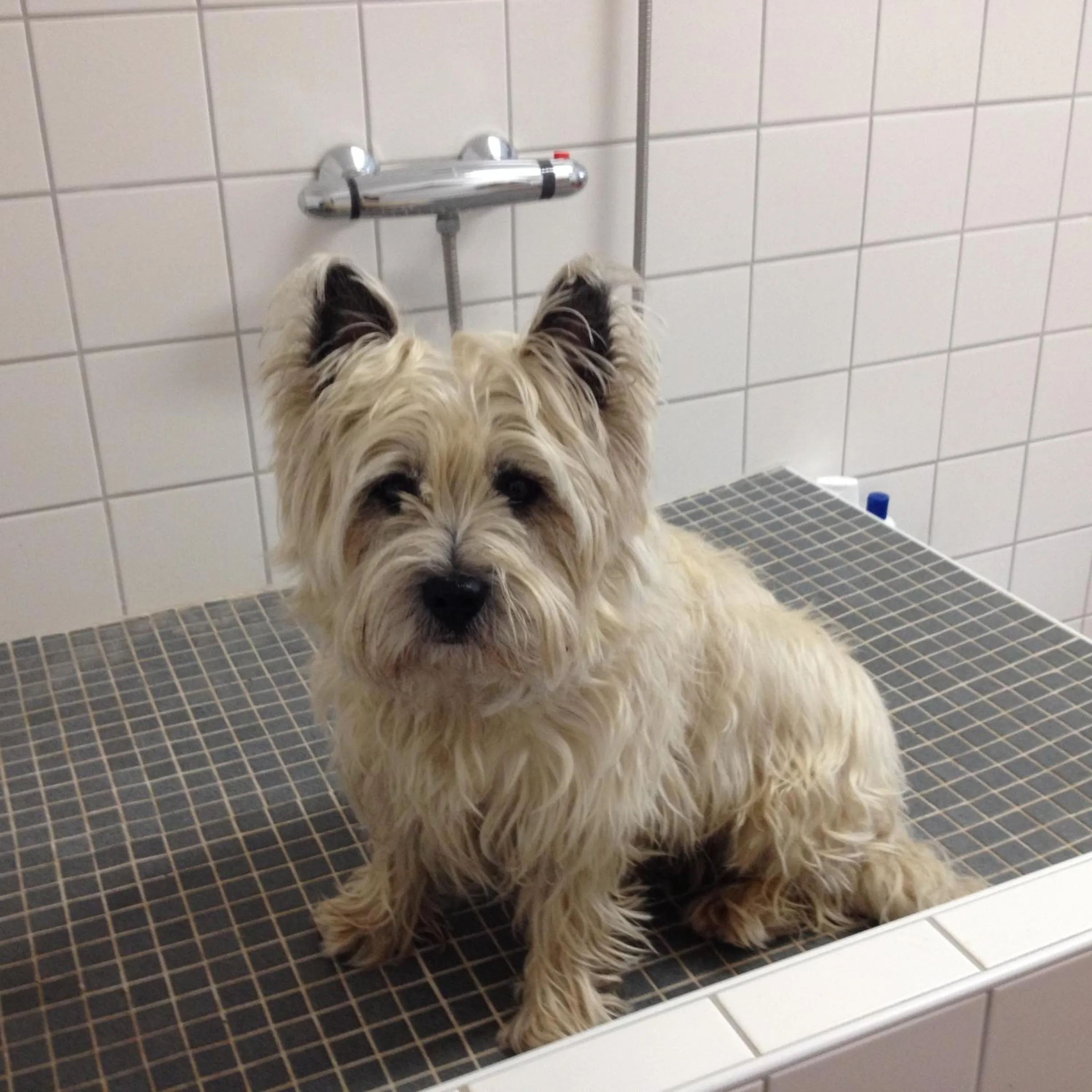 Pets in To`n Schlagboom