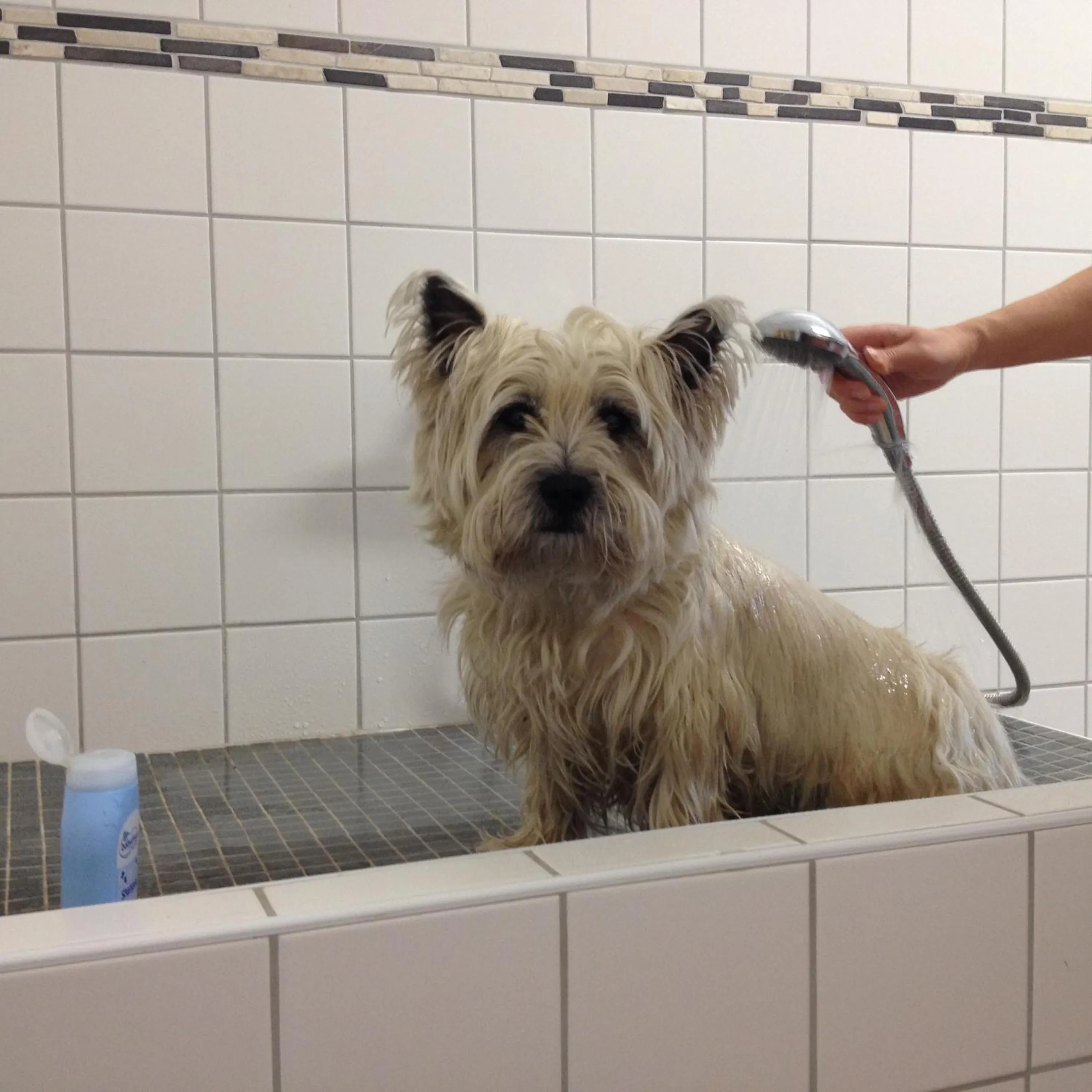 Pets in To`n Schlagboom