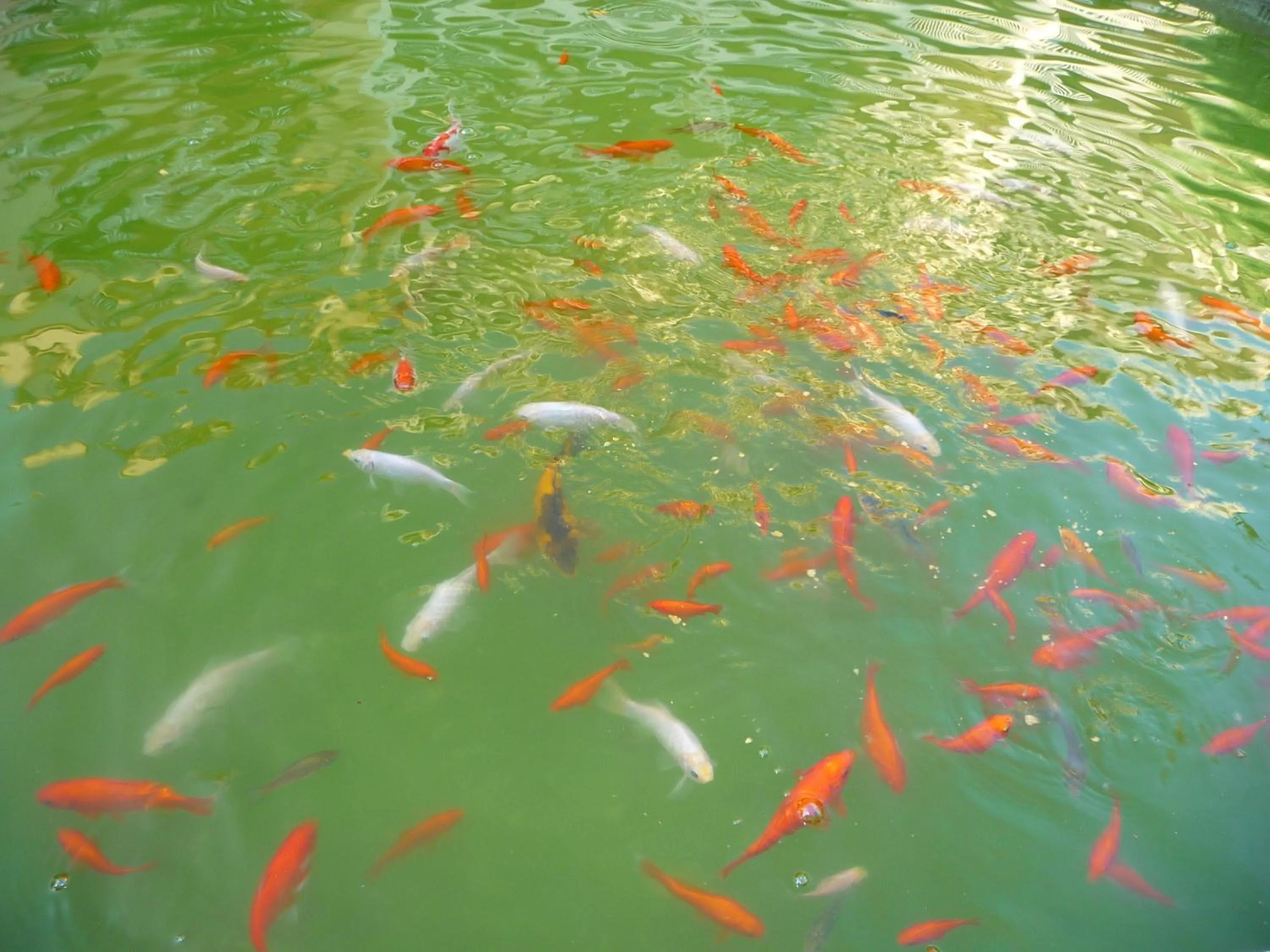 Garden in Logis Hotel Diana