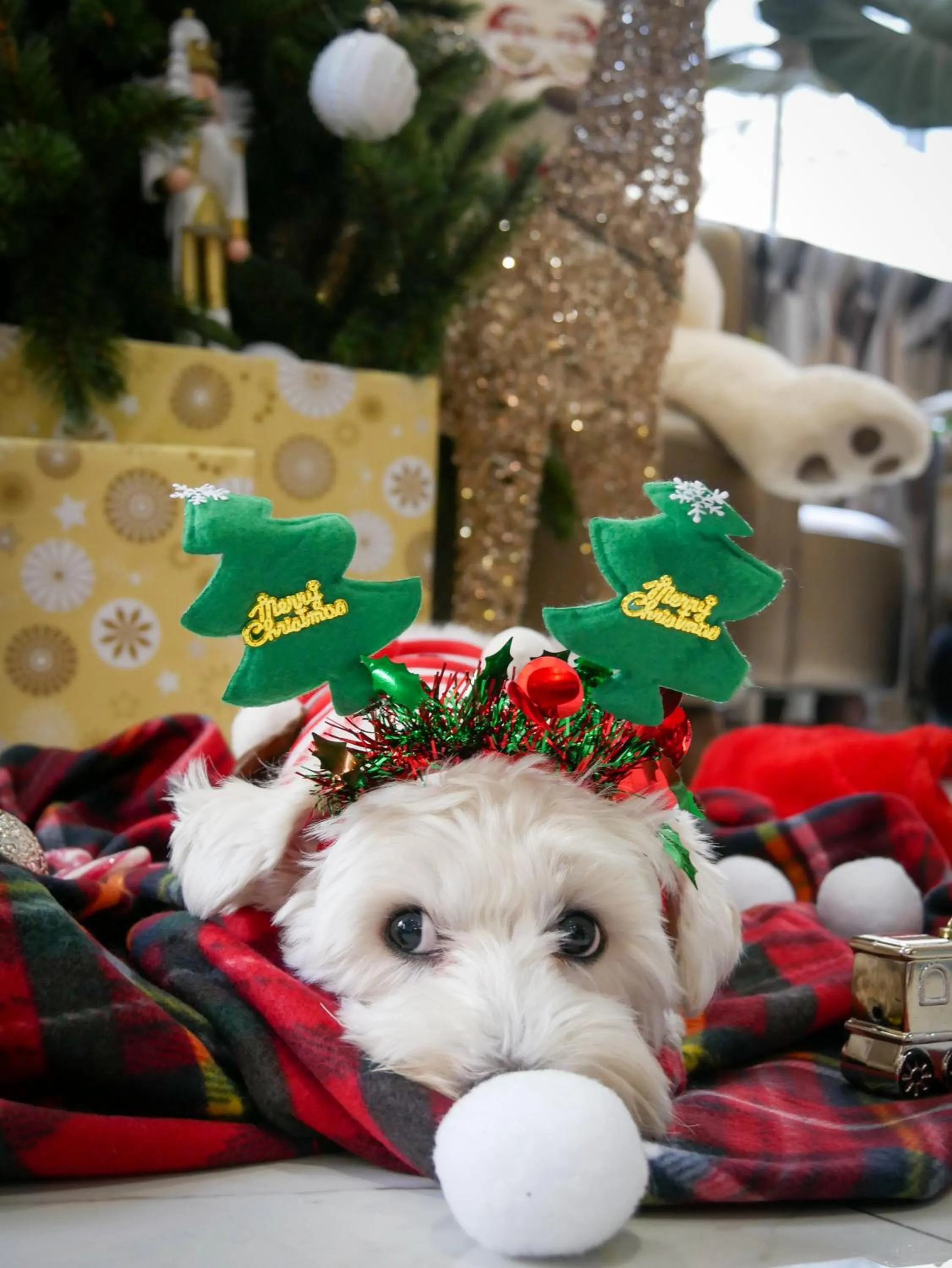 Pets in Hotel Khla Nice