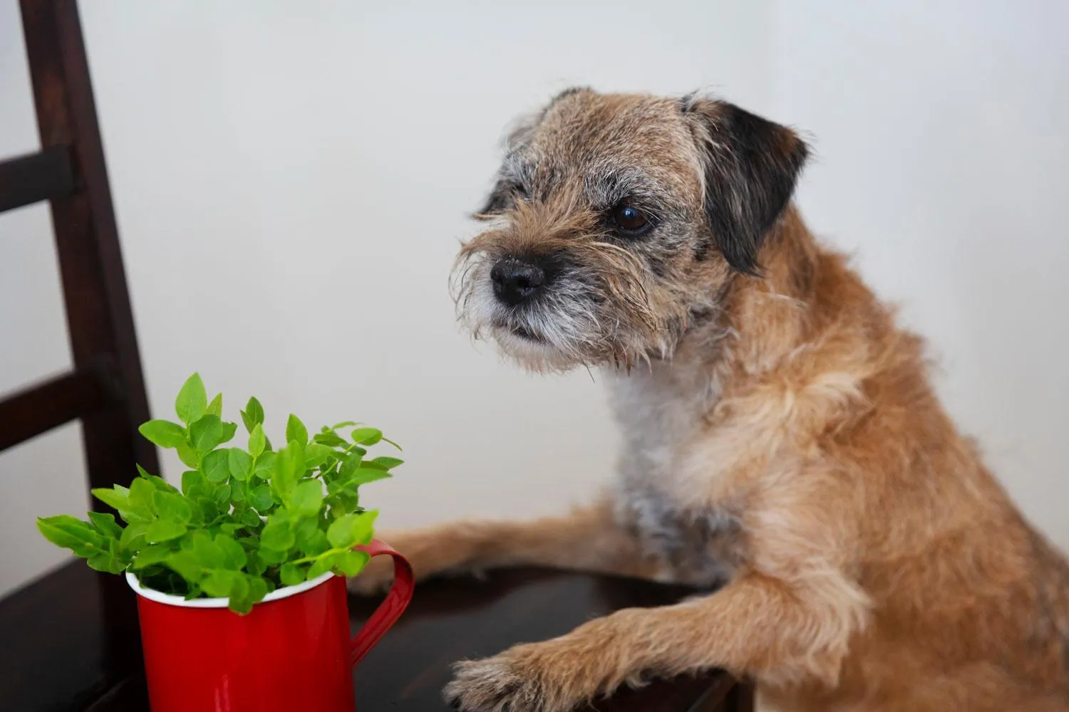 Animals in Lietsu Boutique Aparthotel - Huoneistohotelli Lietsu