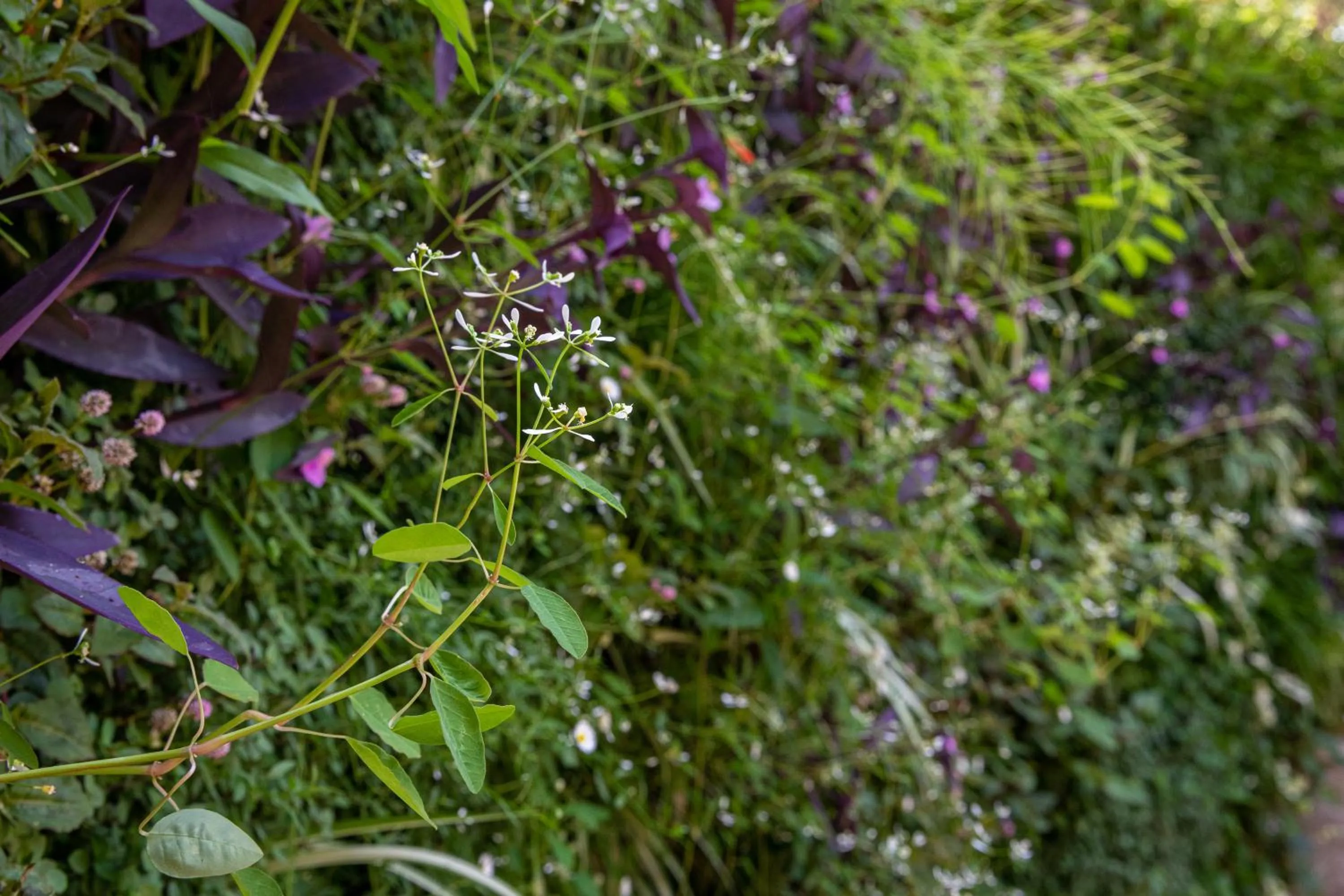 Natural landscape in Mbano Manor Hotel Victoria Falls