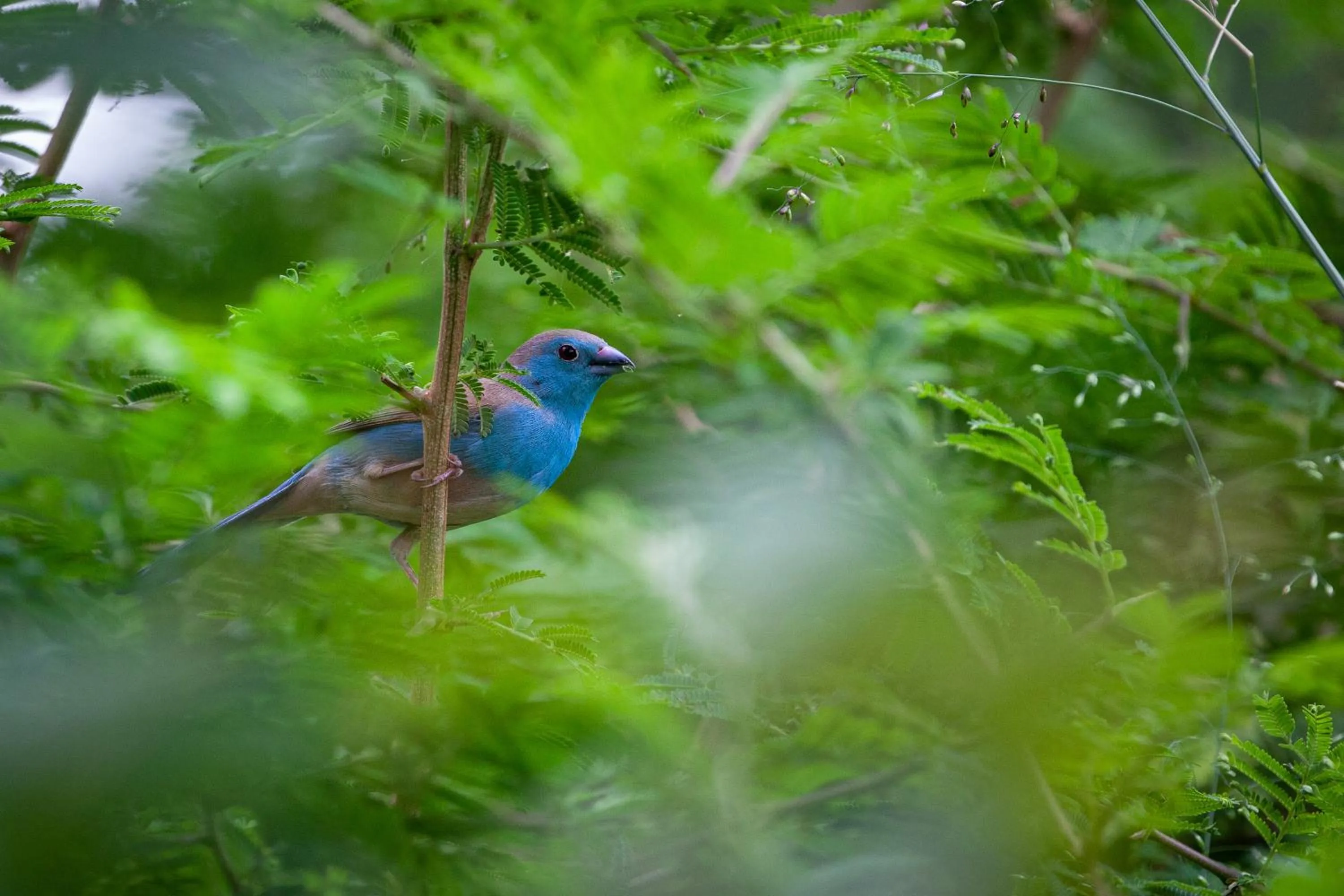 Animals in Mbano Manor Hotel Victoria Falls