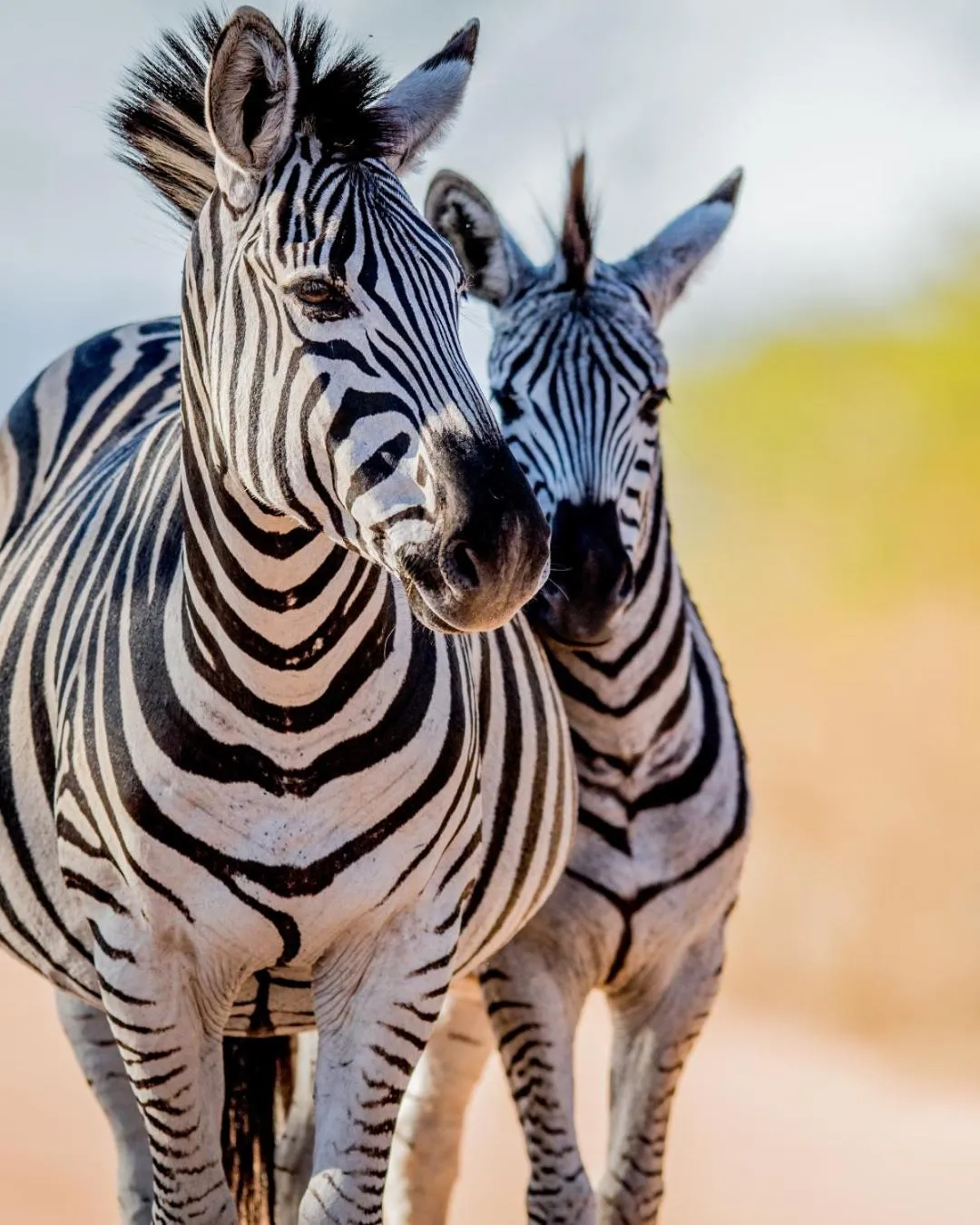 Animals in Mbano Manor Hotel Victoria Falls