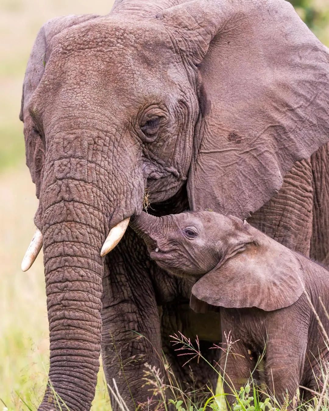 Animals in Mbano Manor Hotel Victoria Falls