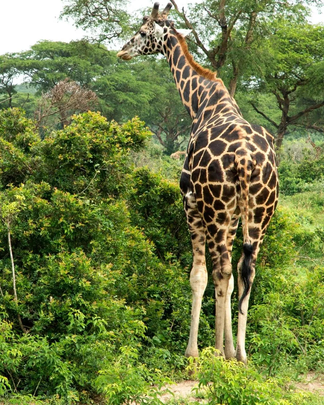 Animals in Mbano Manor Hotel Victoria Falls