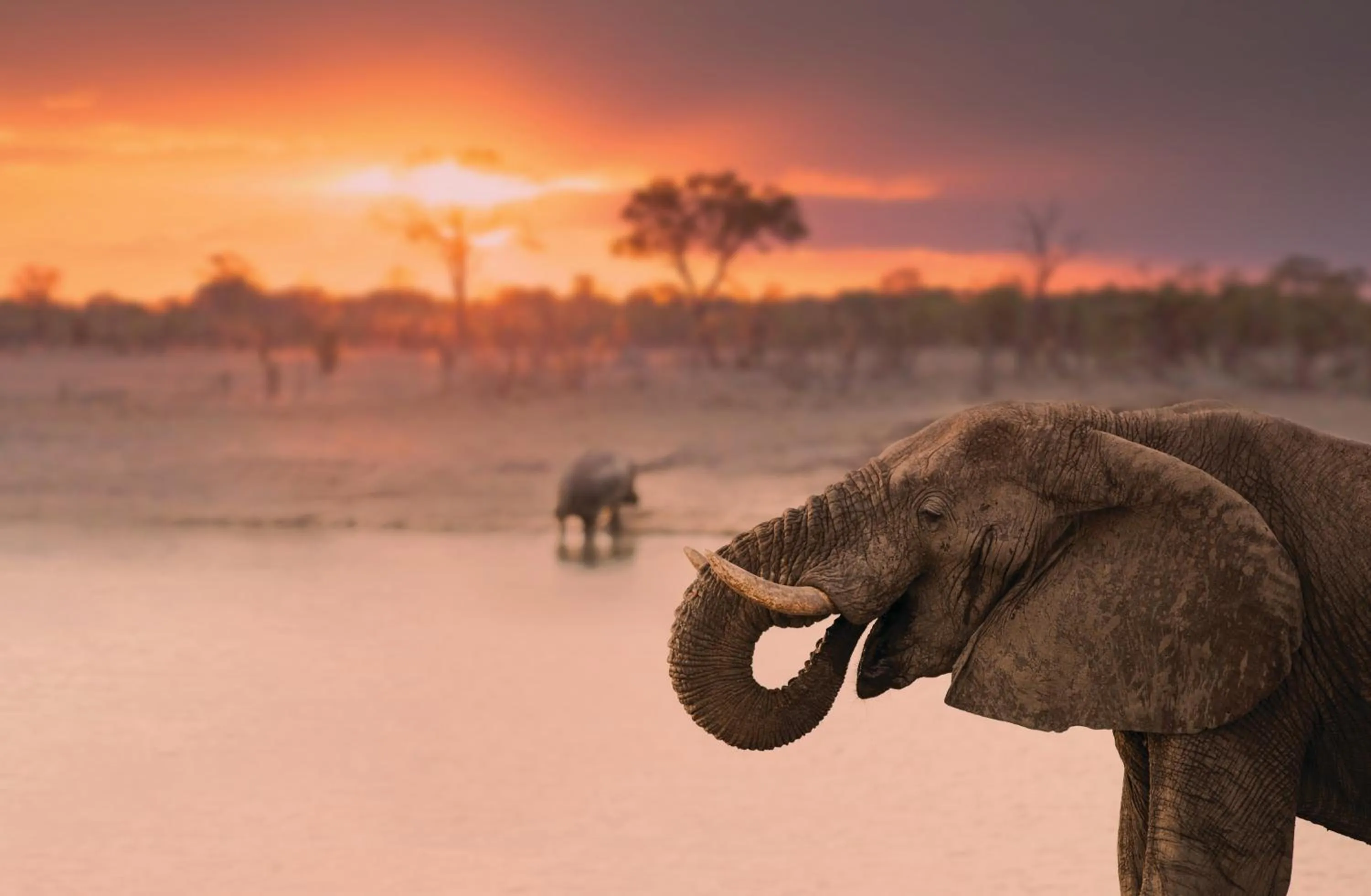 Animals in Mbano Manor Hotel Victoria Falls