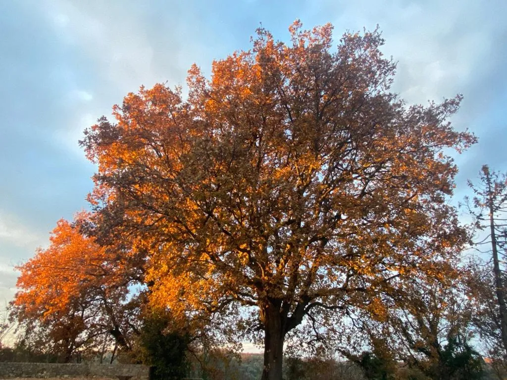 Spring in Campora House