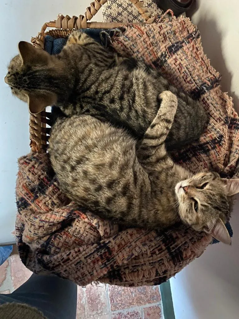 Staff in Campora House