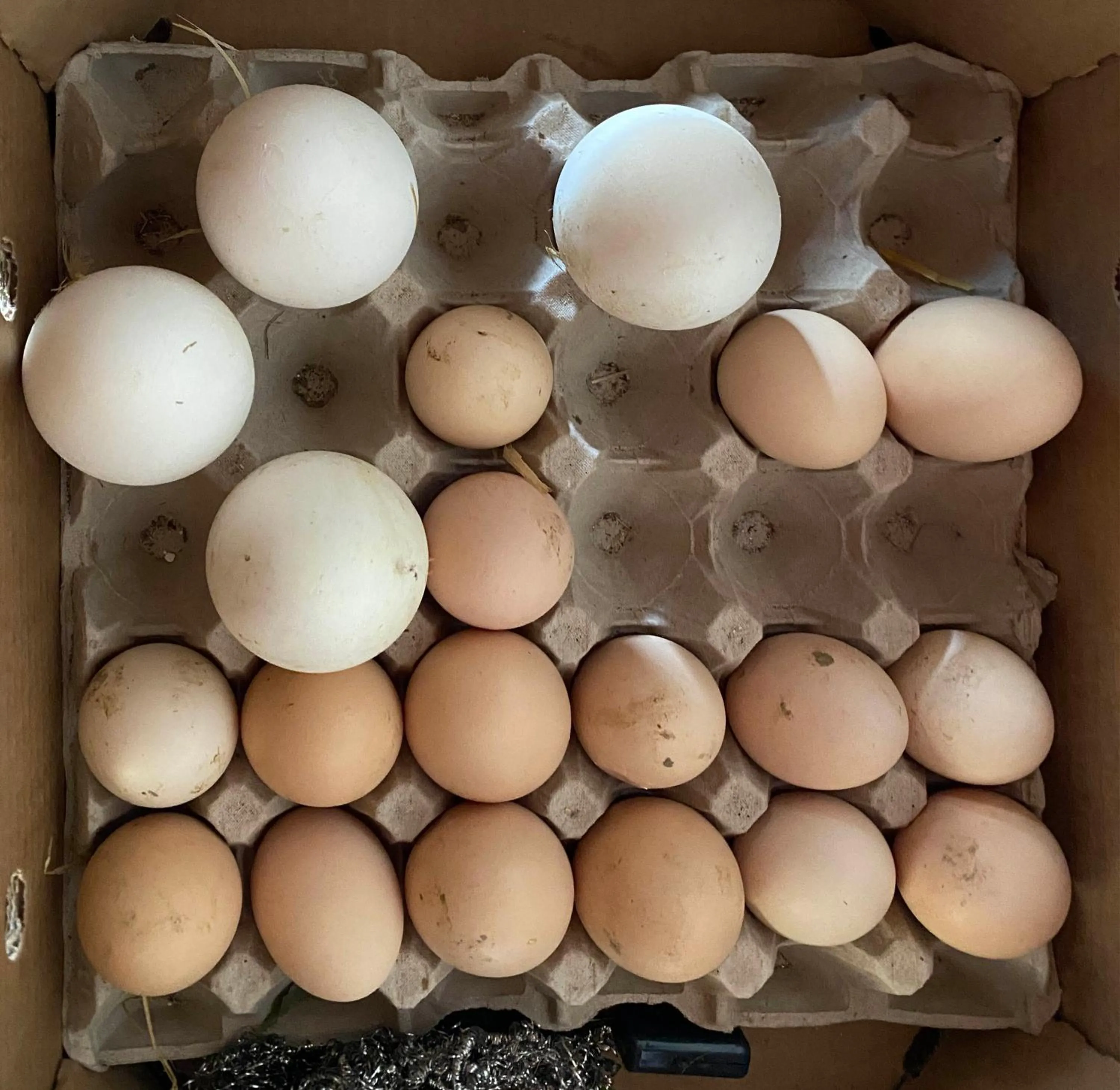 Food and drinks in Campora House